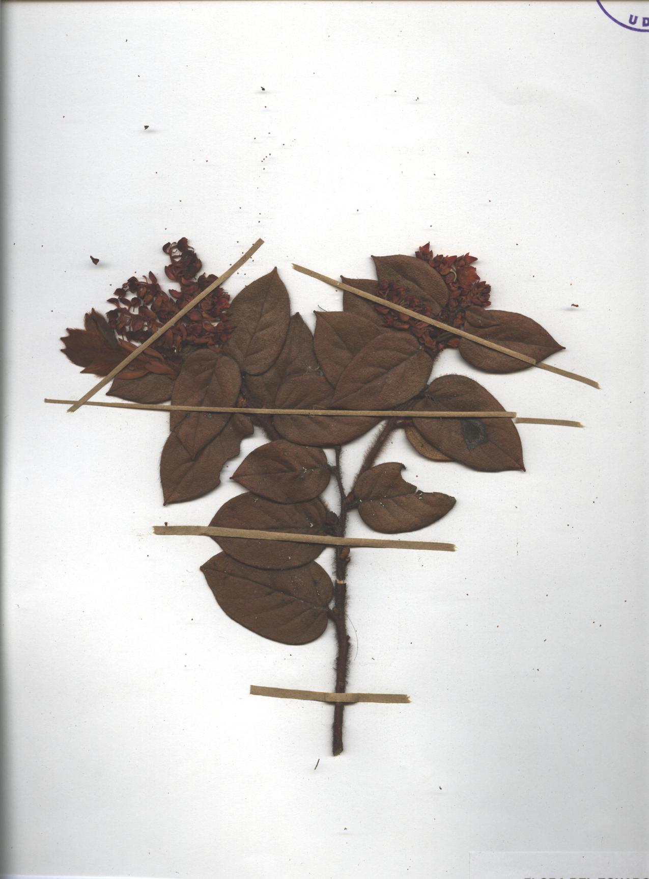 Gaultheria glomerata (Cav.) Sleumer