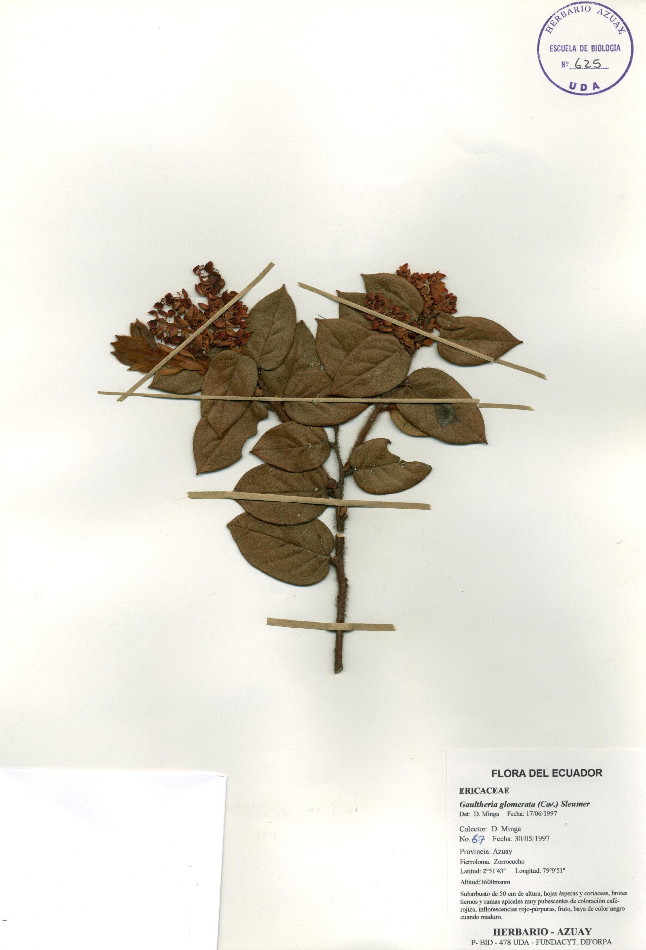 Gaultheria glomerata (Cav.) Sleumer