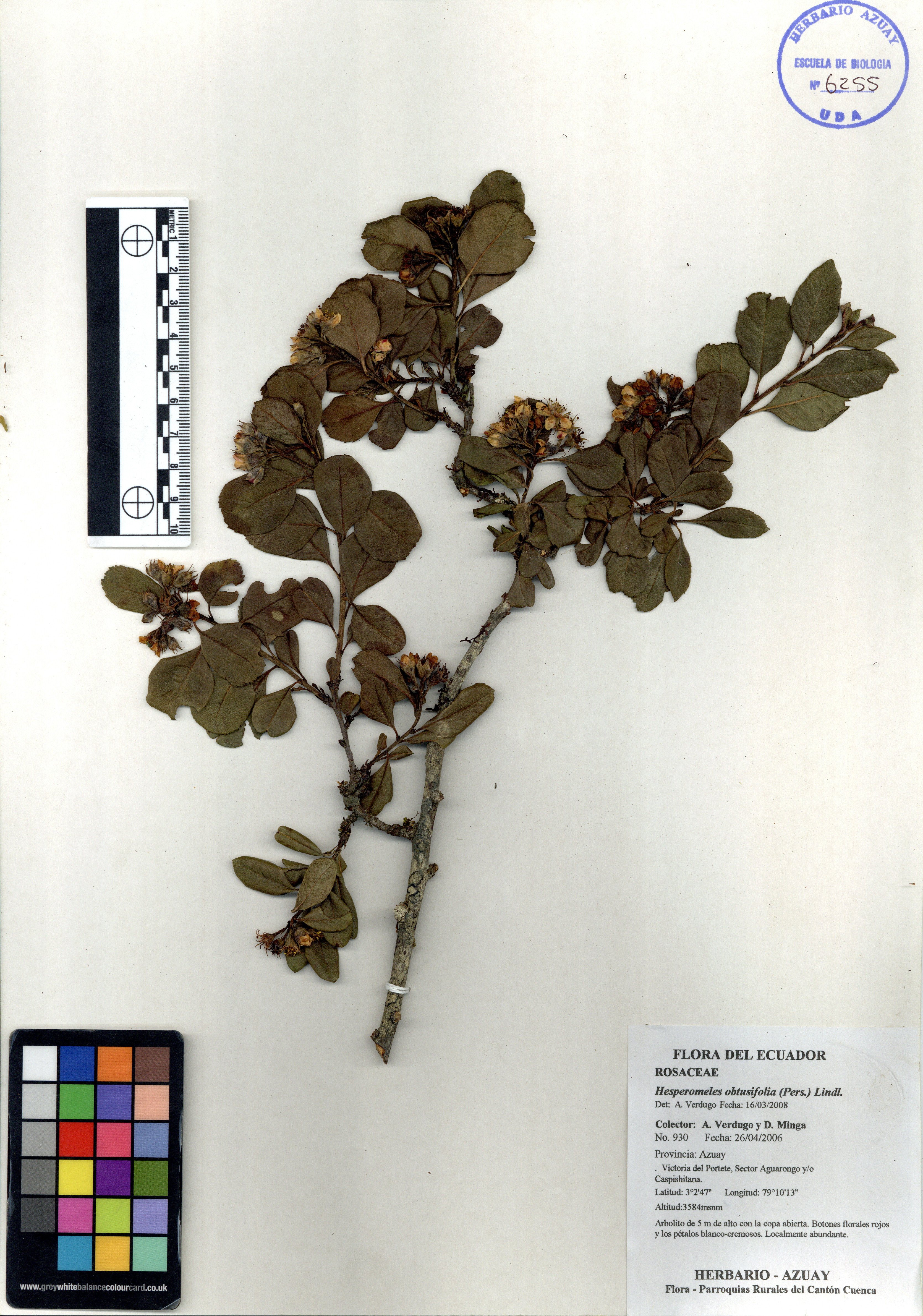 Hesperomeles obtusifolia (Pers.) Lindl.