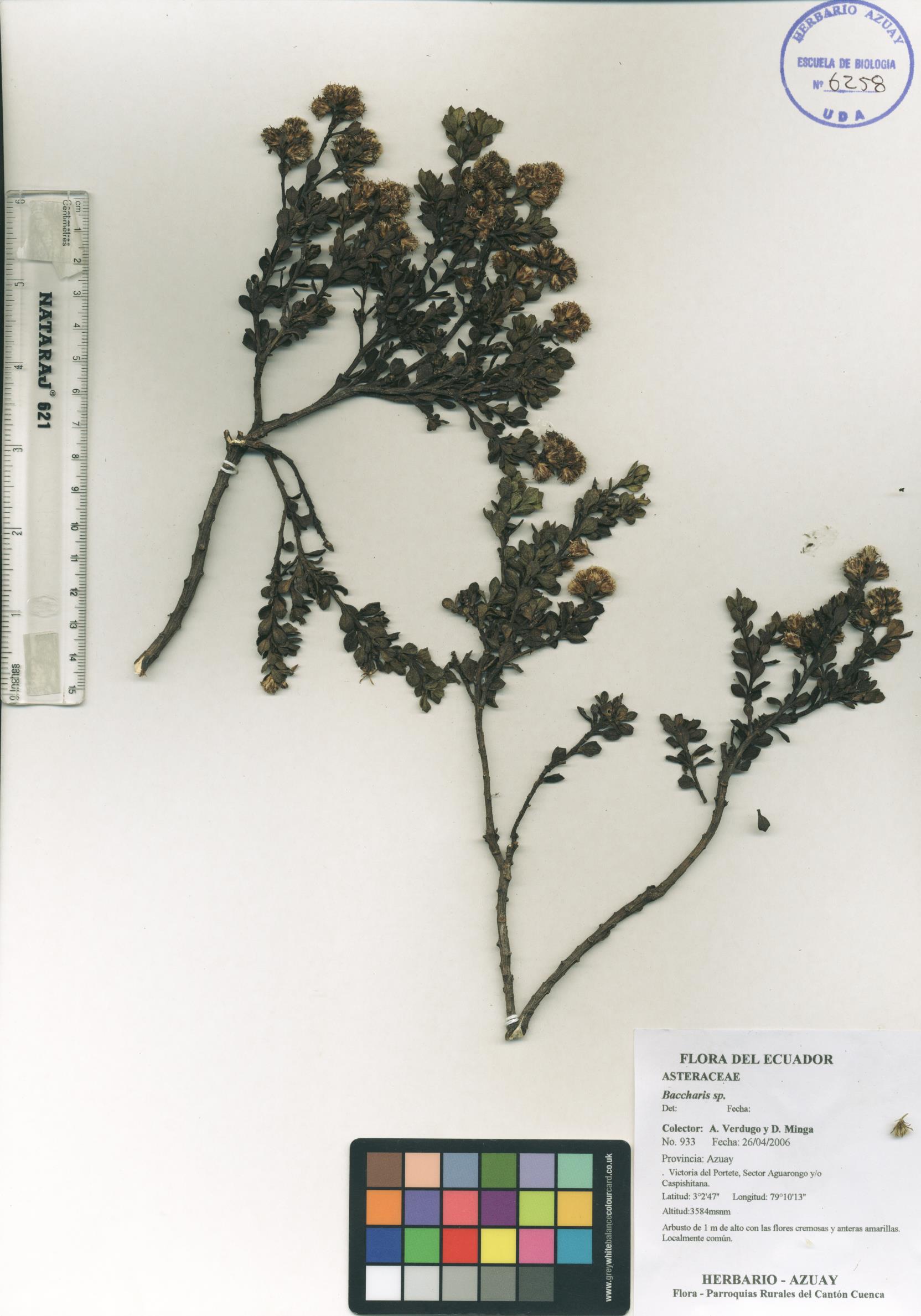Baccharis sp. SIN DETERMINAR