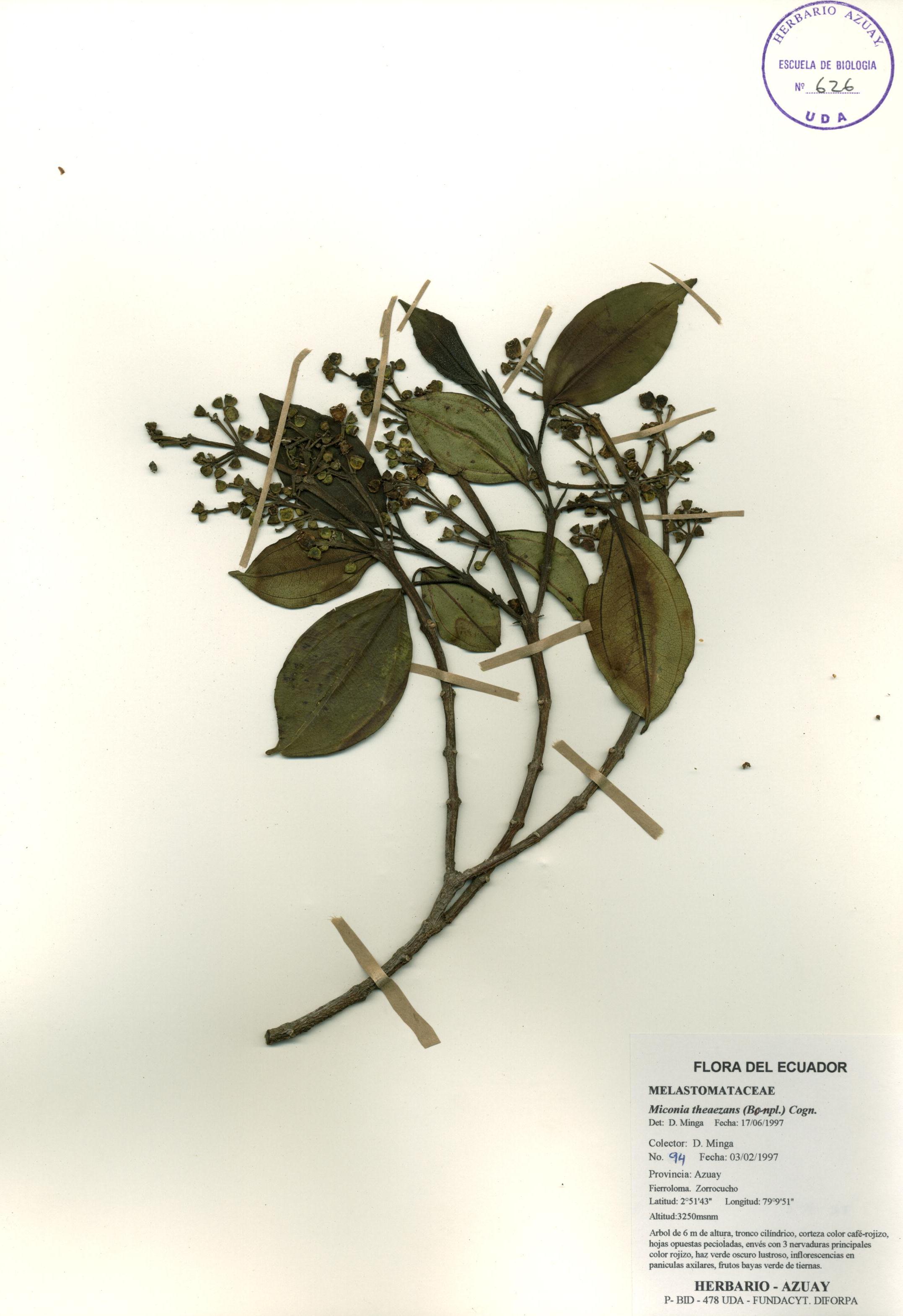 Miconia theaezans (Bonpl.) Cogn.