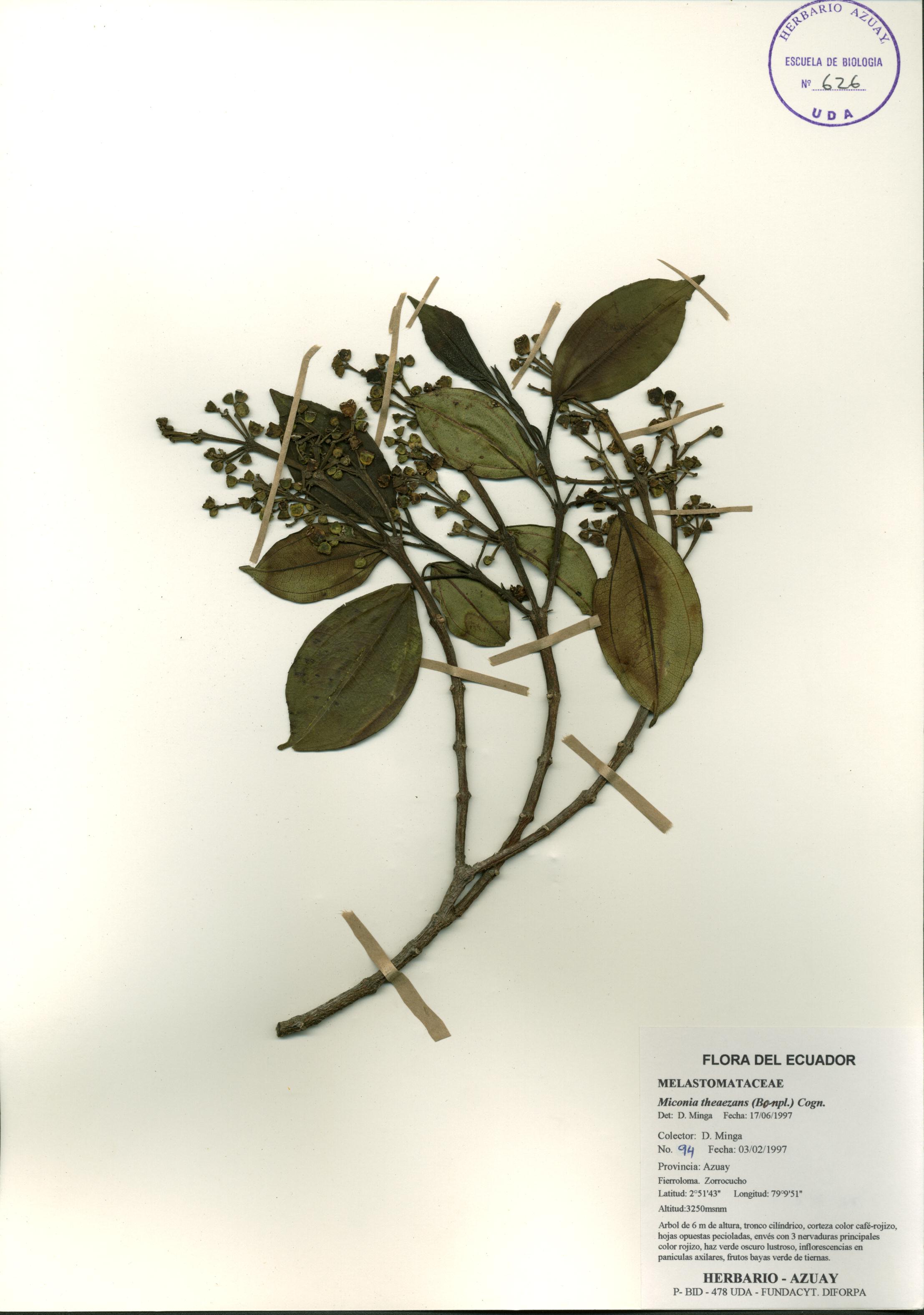 Miconia theaezans (Bonpl.) Cogn.