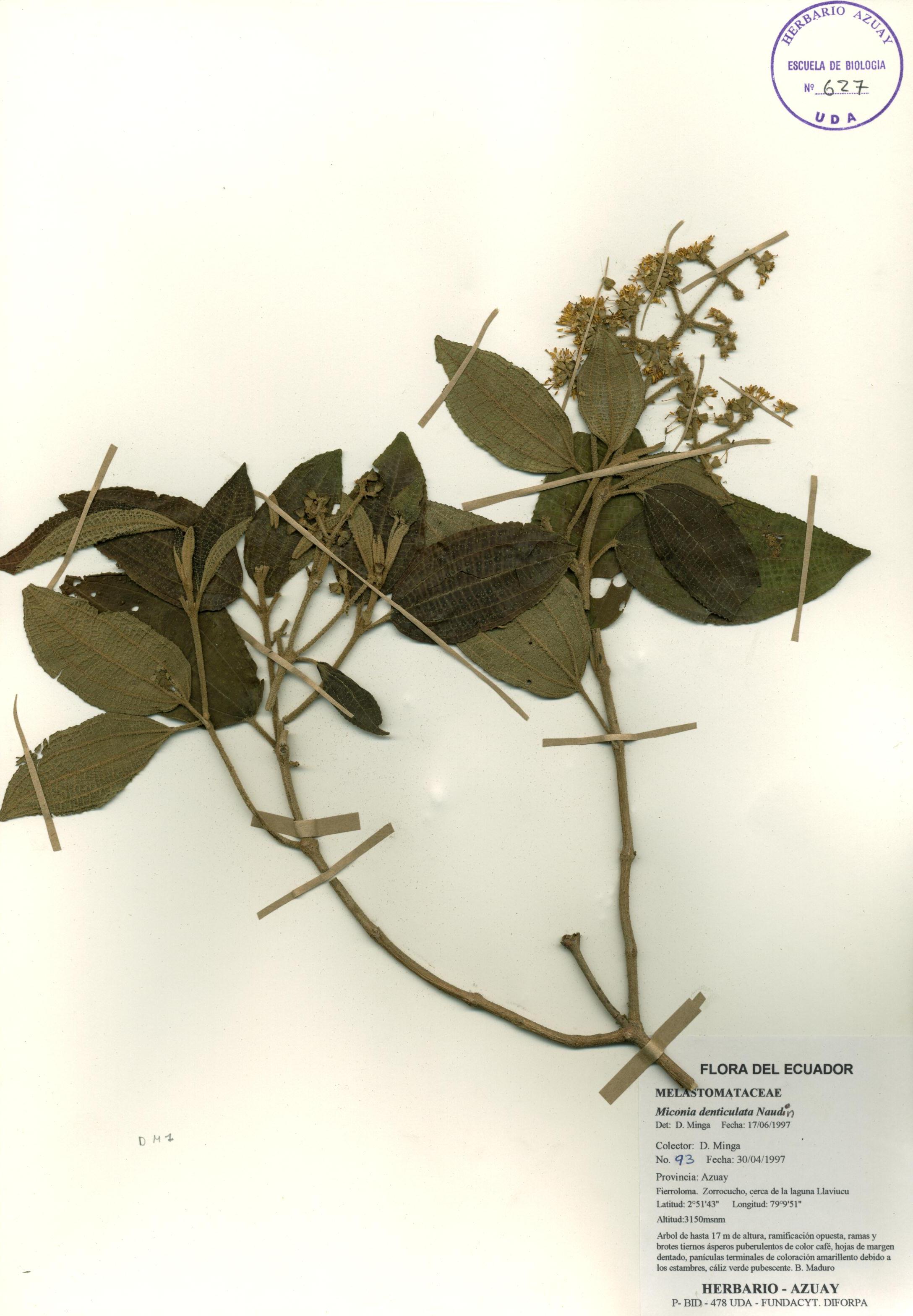 Miconia denticulata Naudin