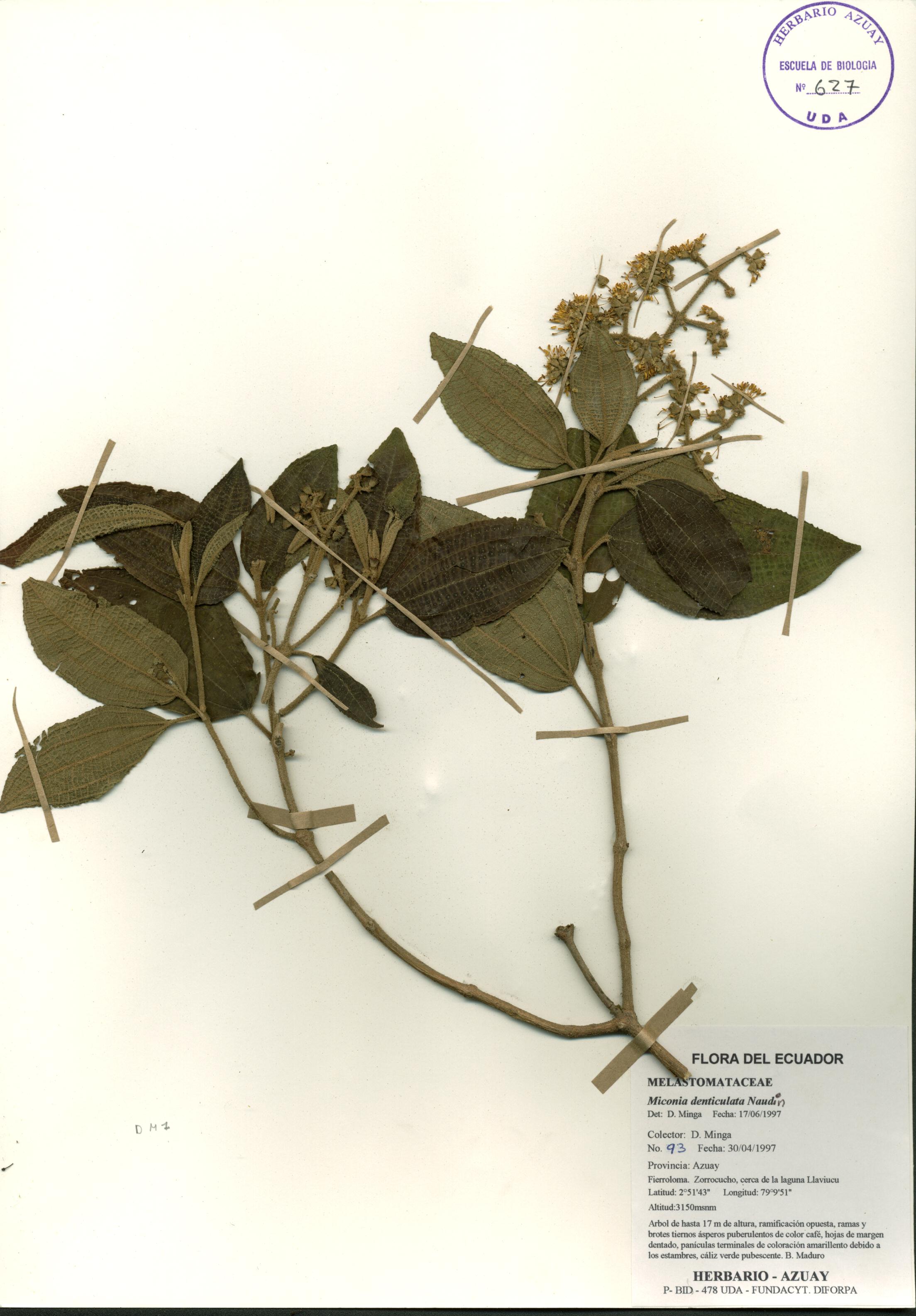 Miconia denticulata Naudin