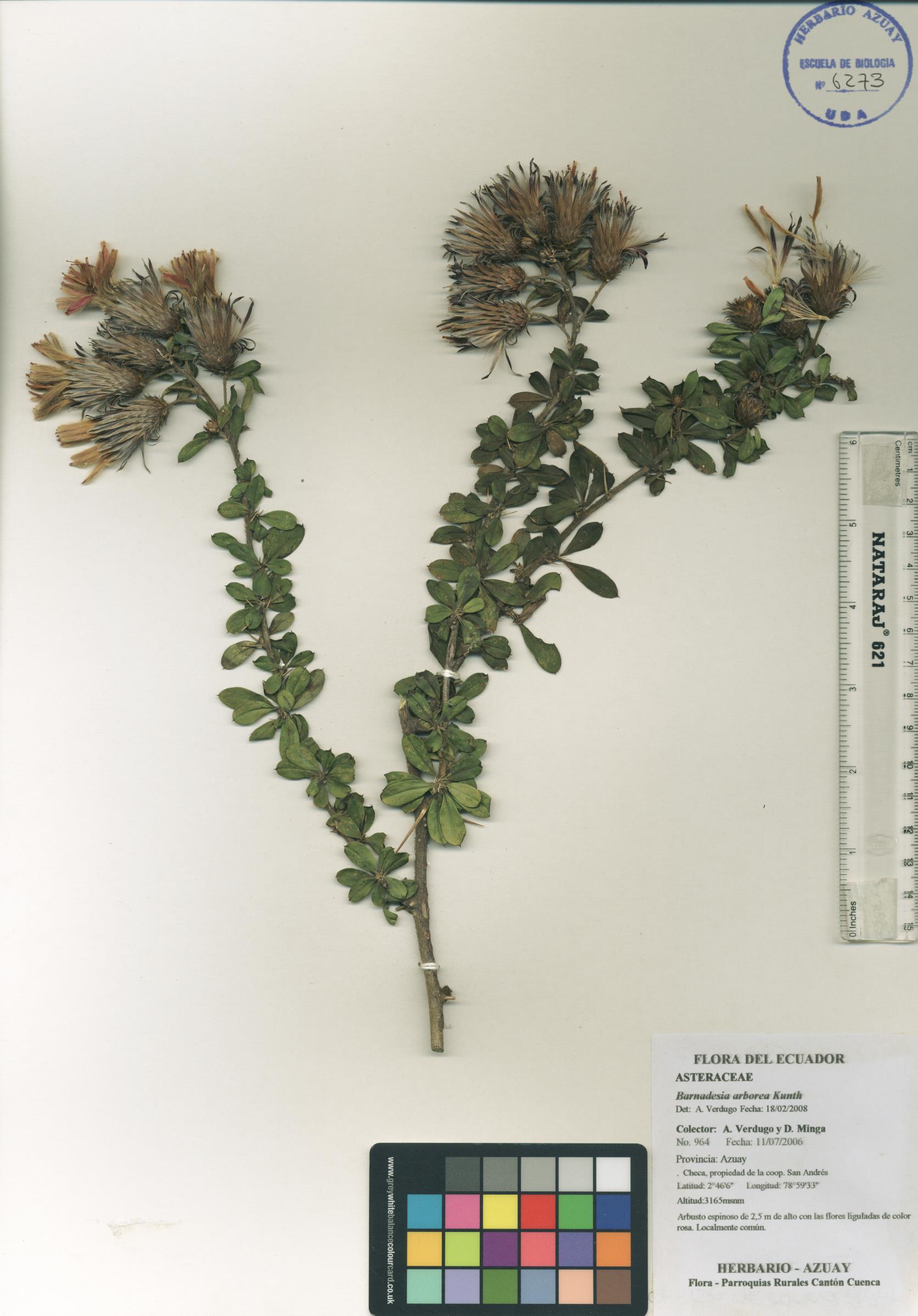 Barnadesia arborea Kunth