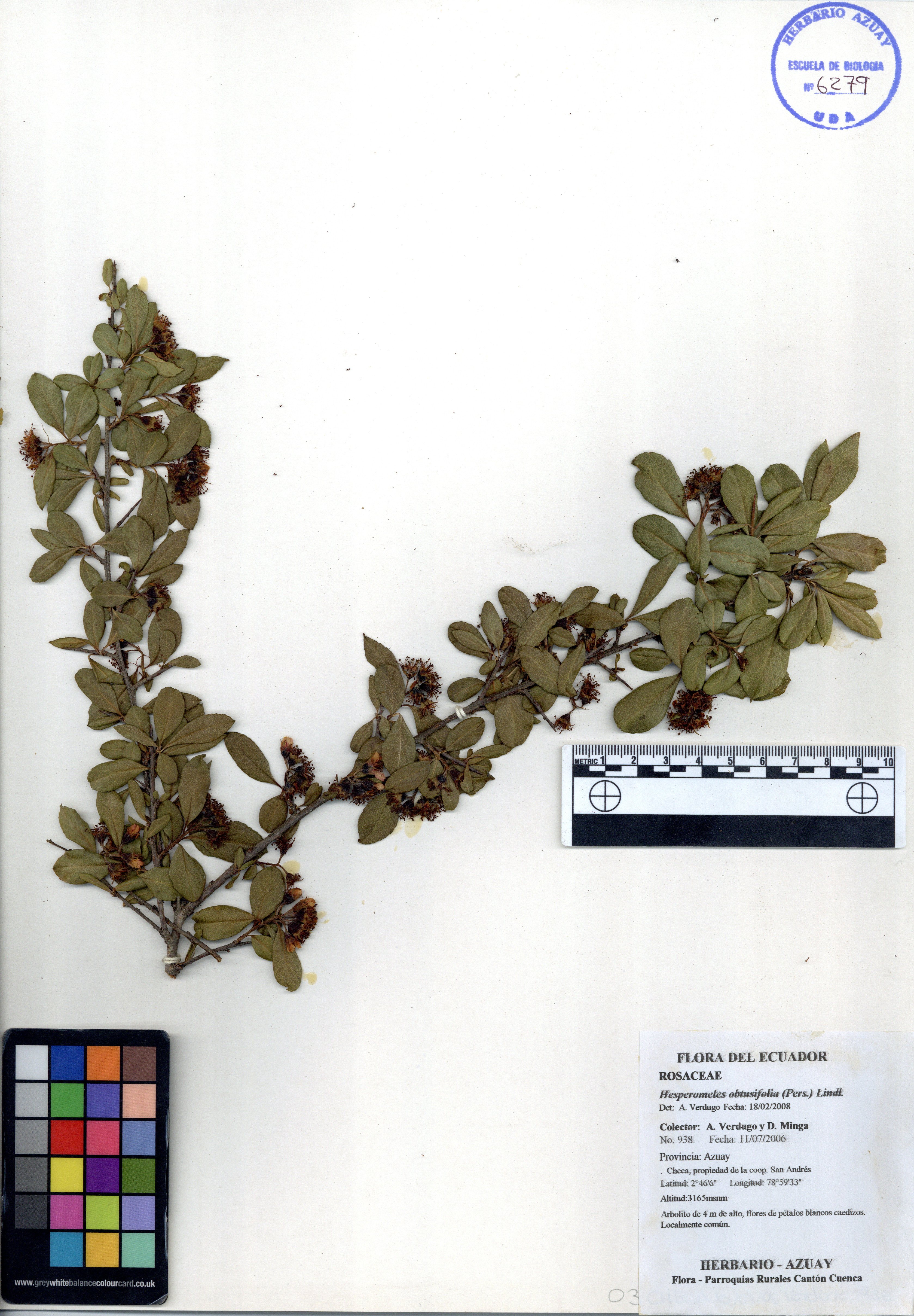 Hesperomeles obtusifolia (Pers.) Lindl.