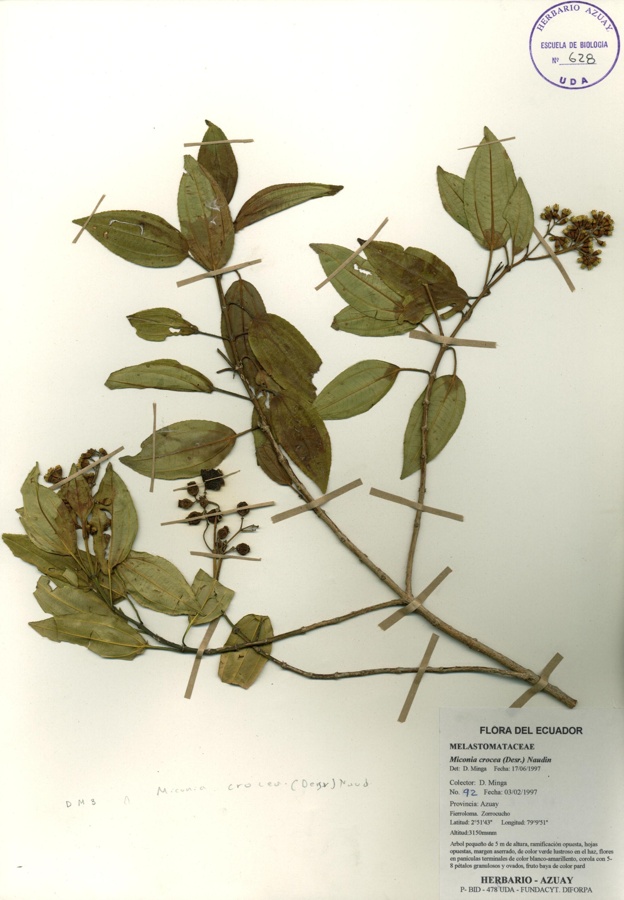 Miconia crocea (Desr.) Naudin.