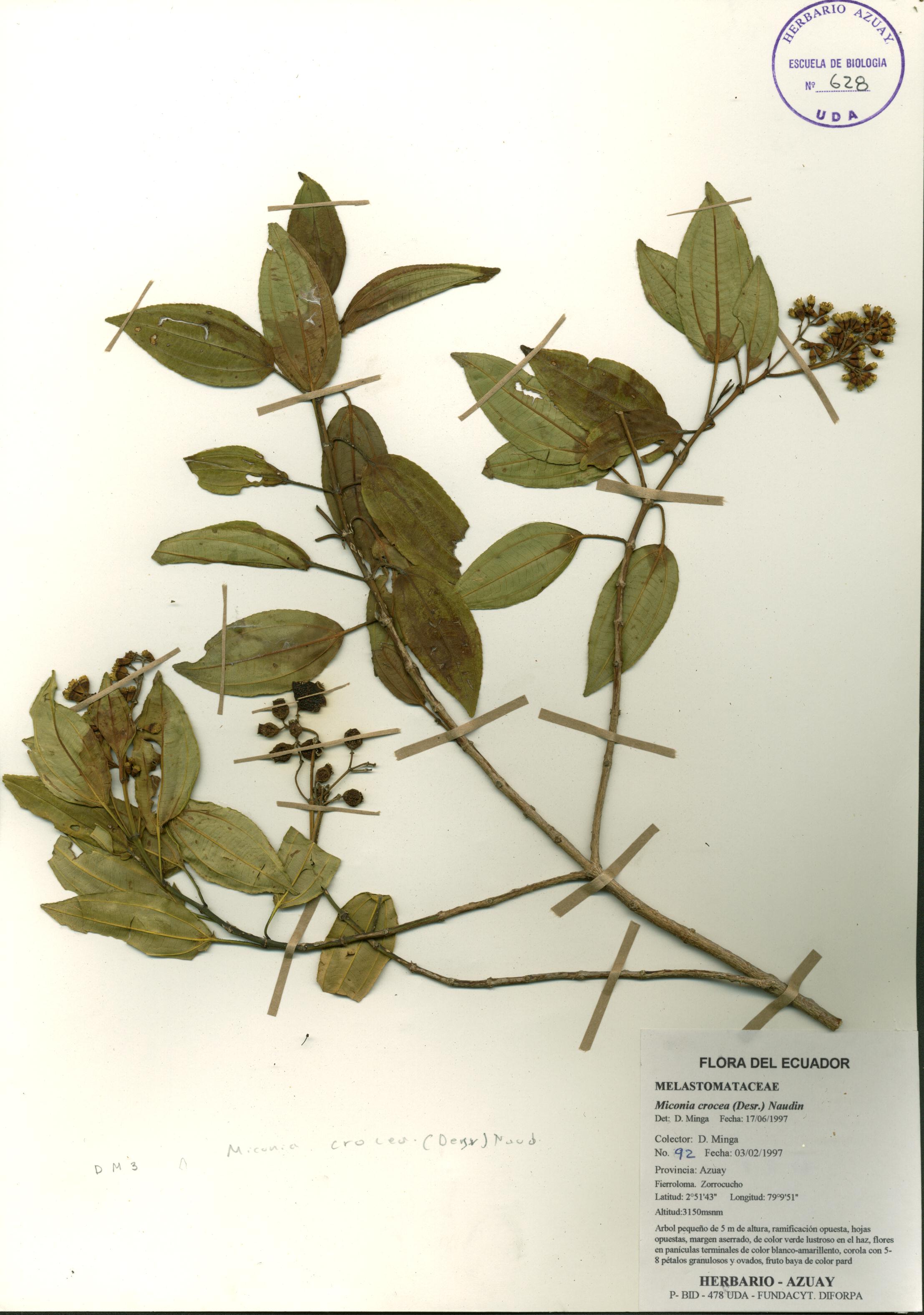 Miconia crocea (Desr.) Naudin.