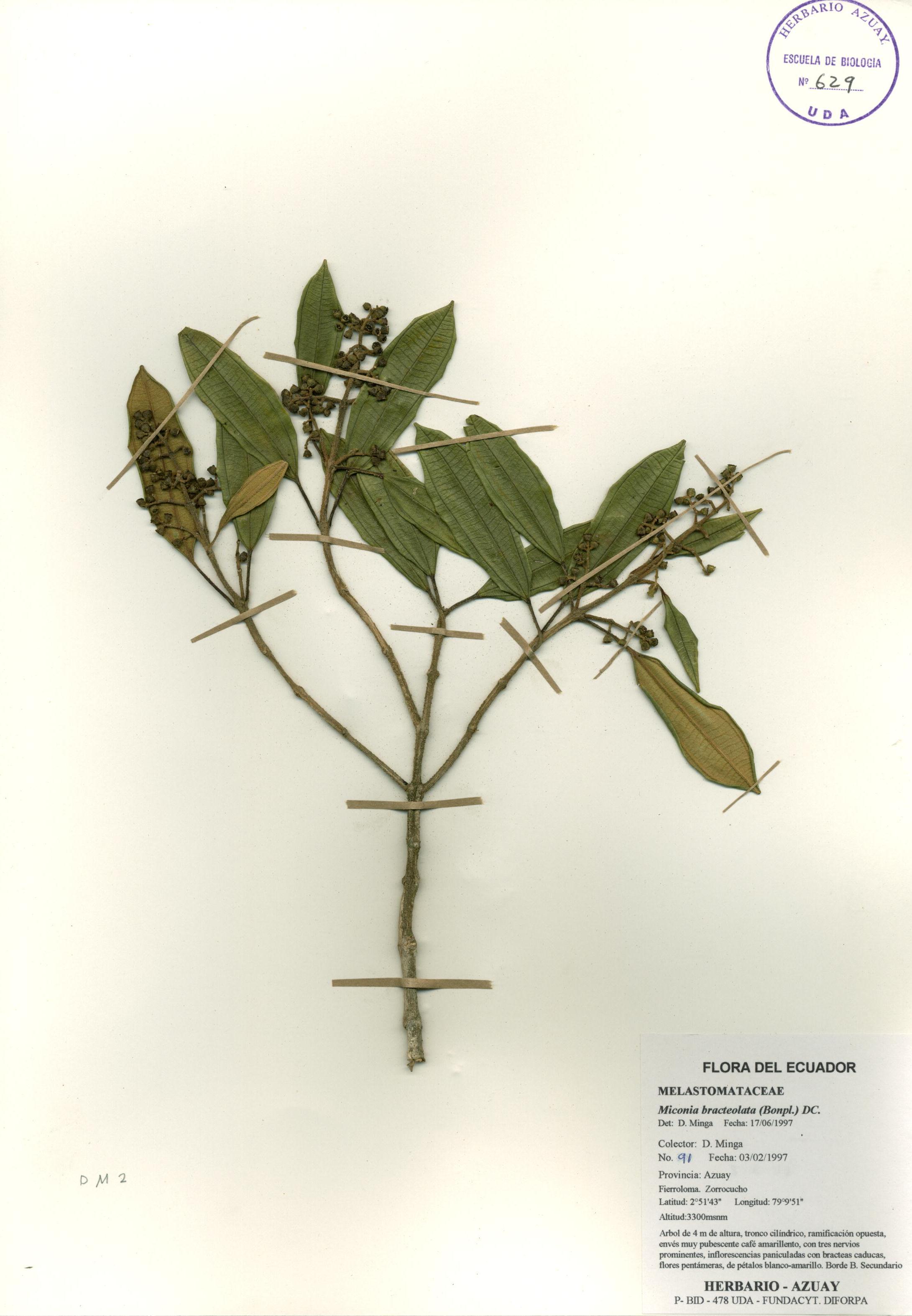 Miconia bracteolata (Bonpl.) DC.