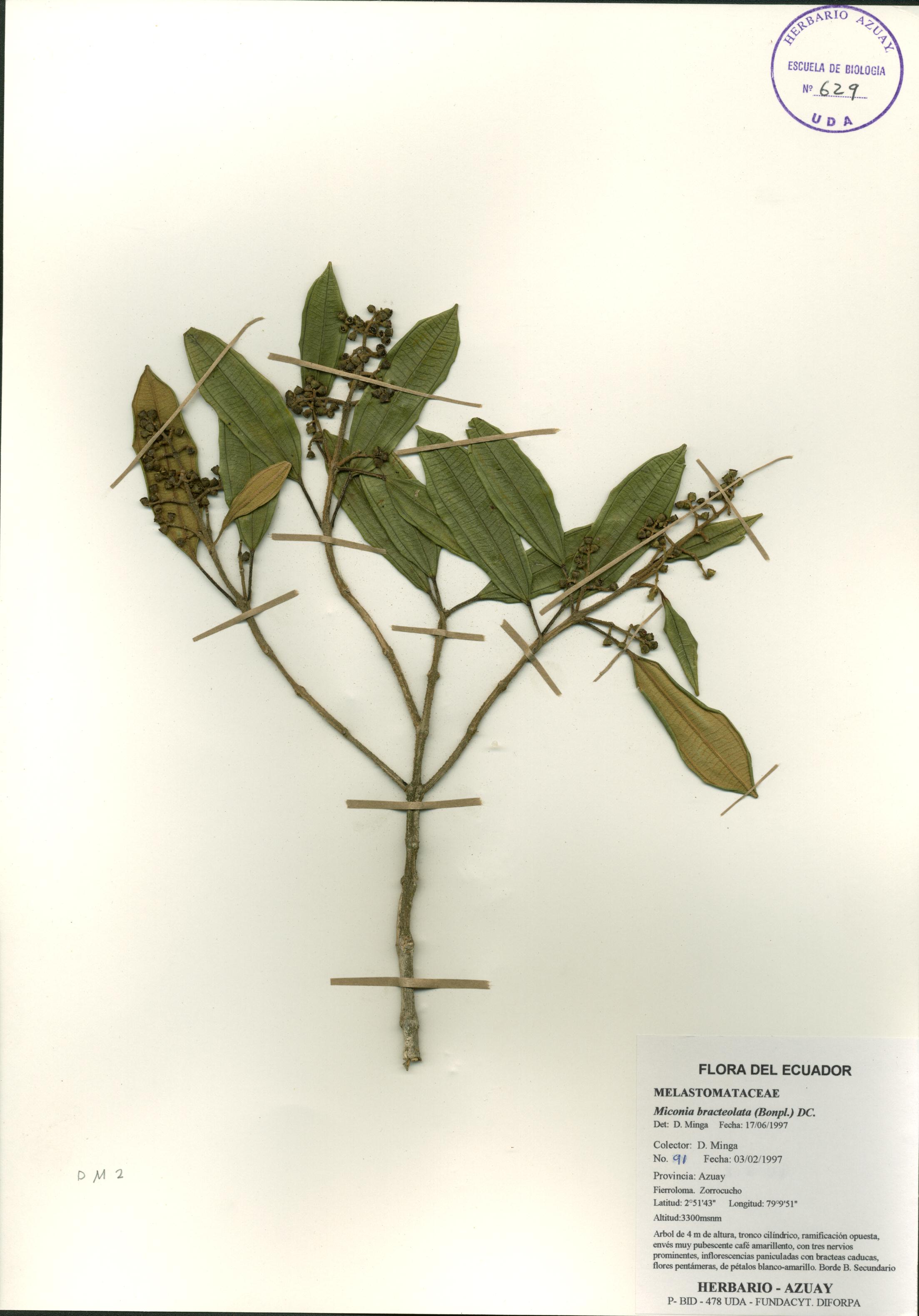 Miconia bracteolata (Bonpl.) DC.