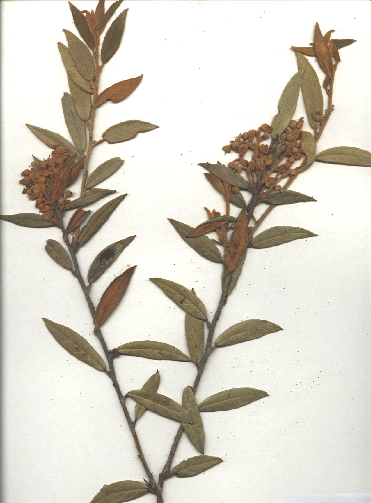 Gaultheria tomentosa Kunth