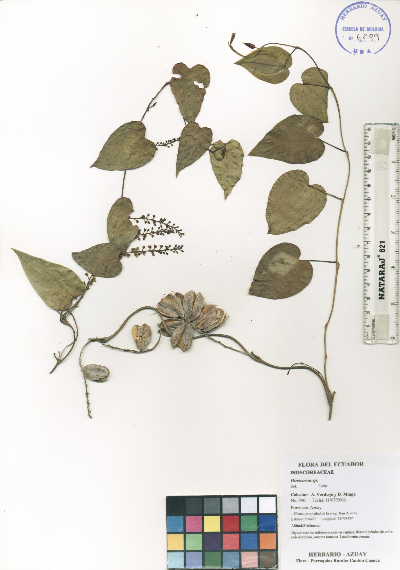 Dioscorea sp. SIN DETERMINAR