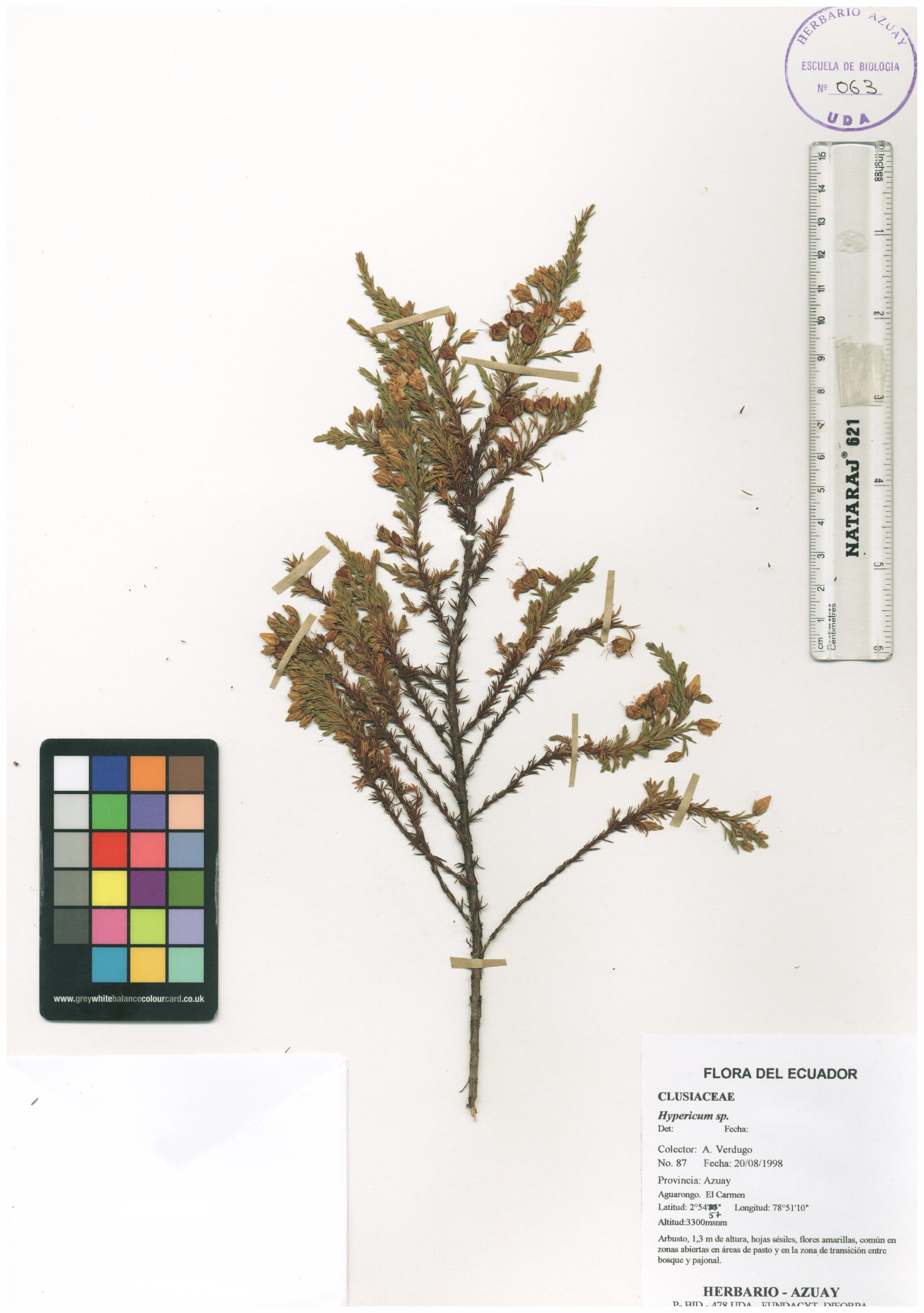 Hypericum sp. SIN DETERMINAR