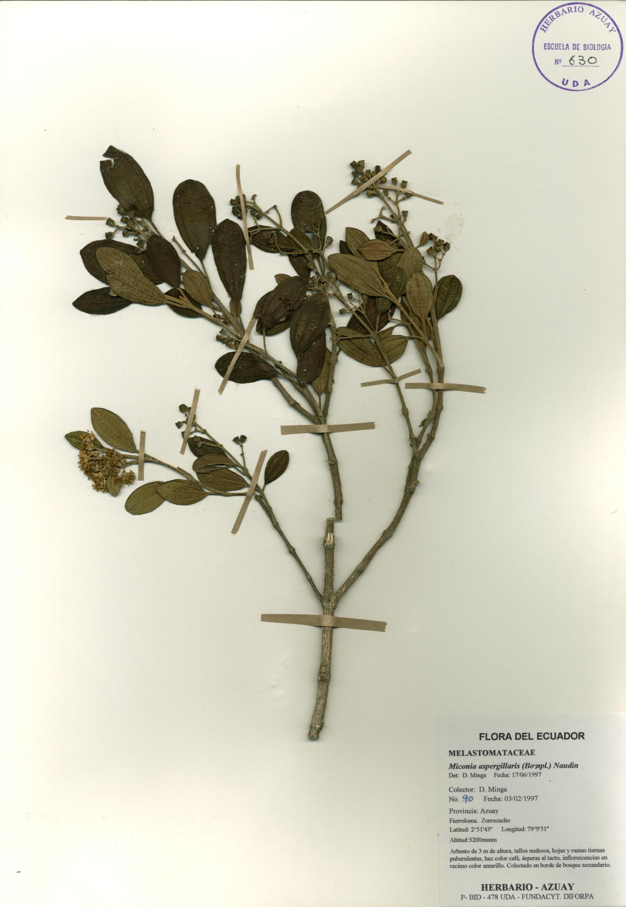Miconia aspergillaris (Bonpl.) Naudin