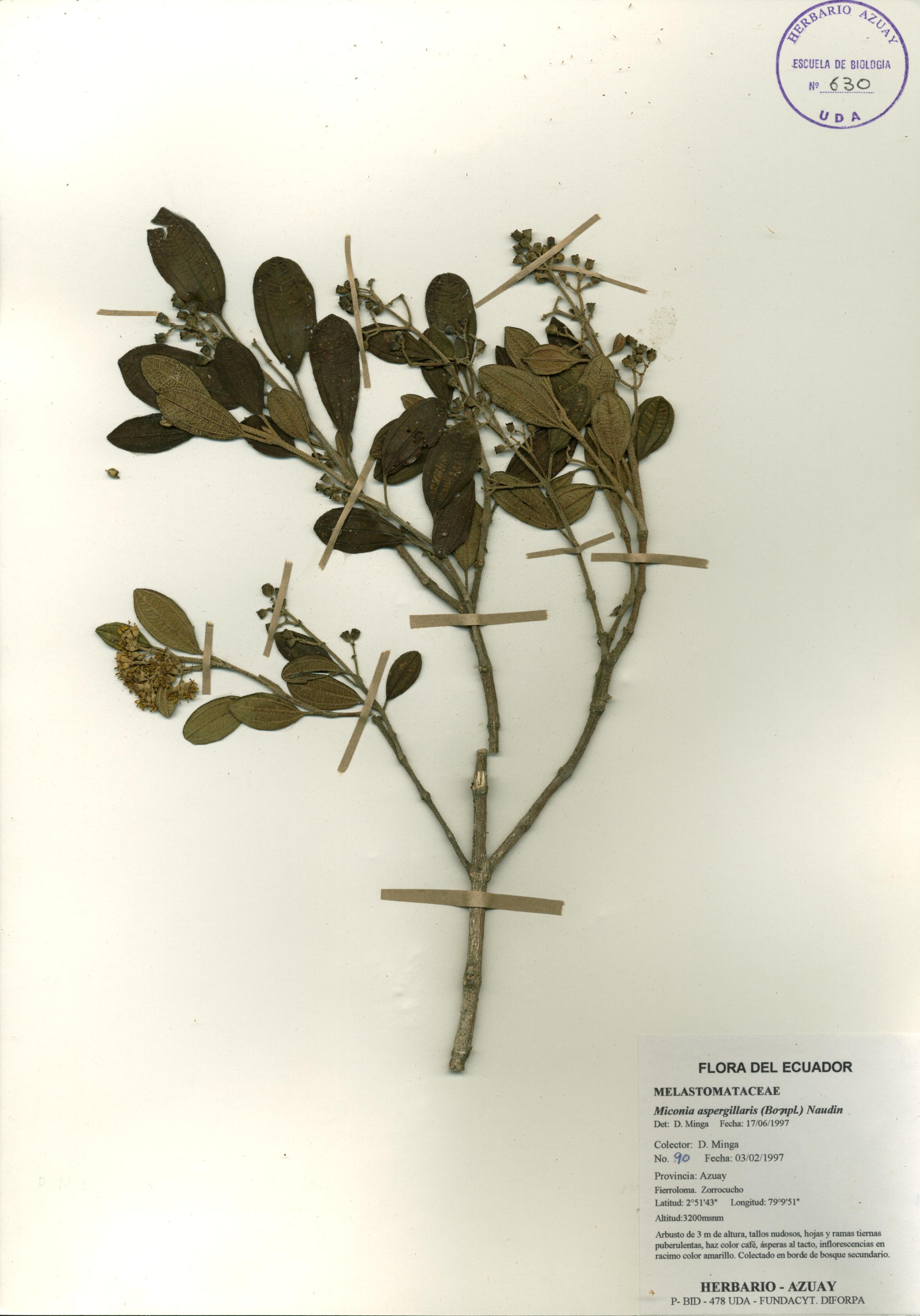 Miconia aspergillaris (Bonpl.) Naudin
