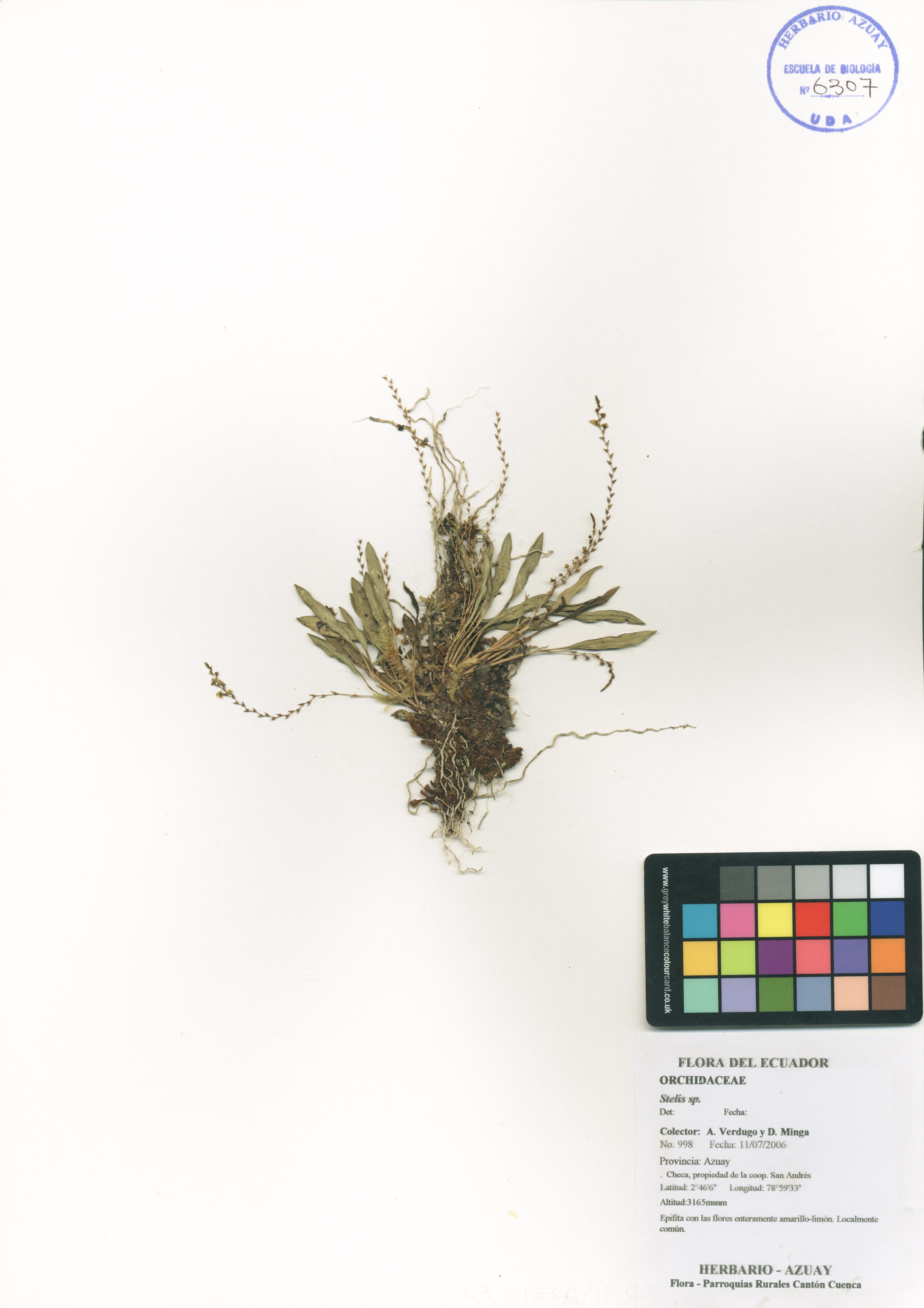 Stelis sp. SIN DETERMINAR