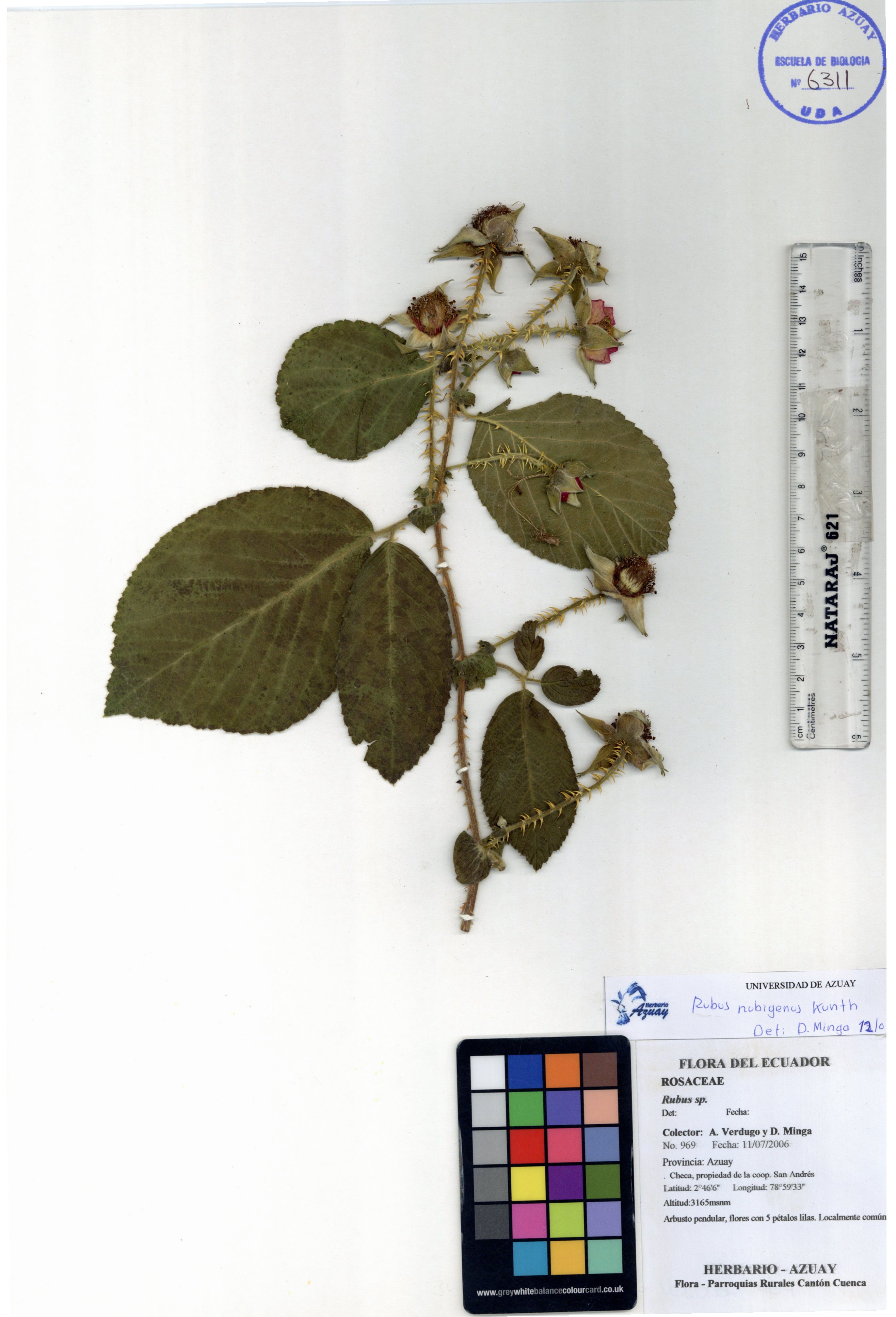 Rubus nubigenus Kunth