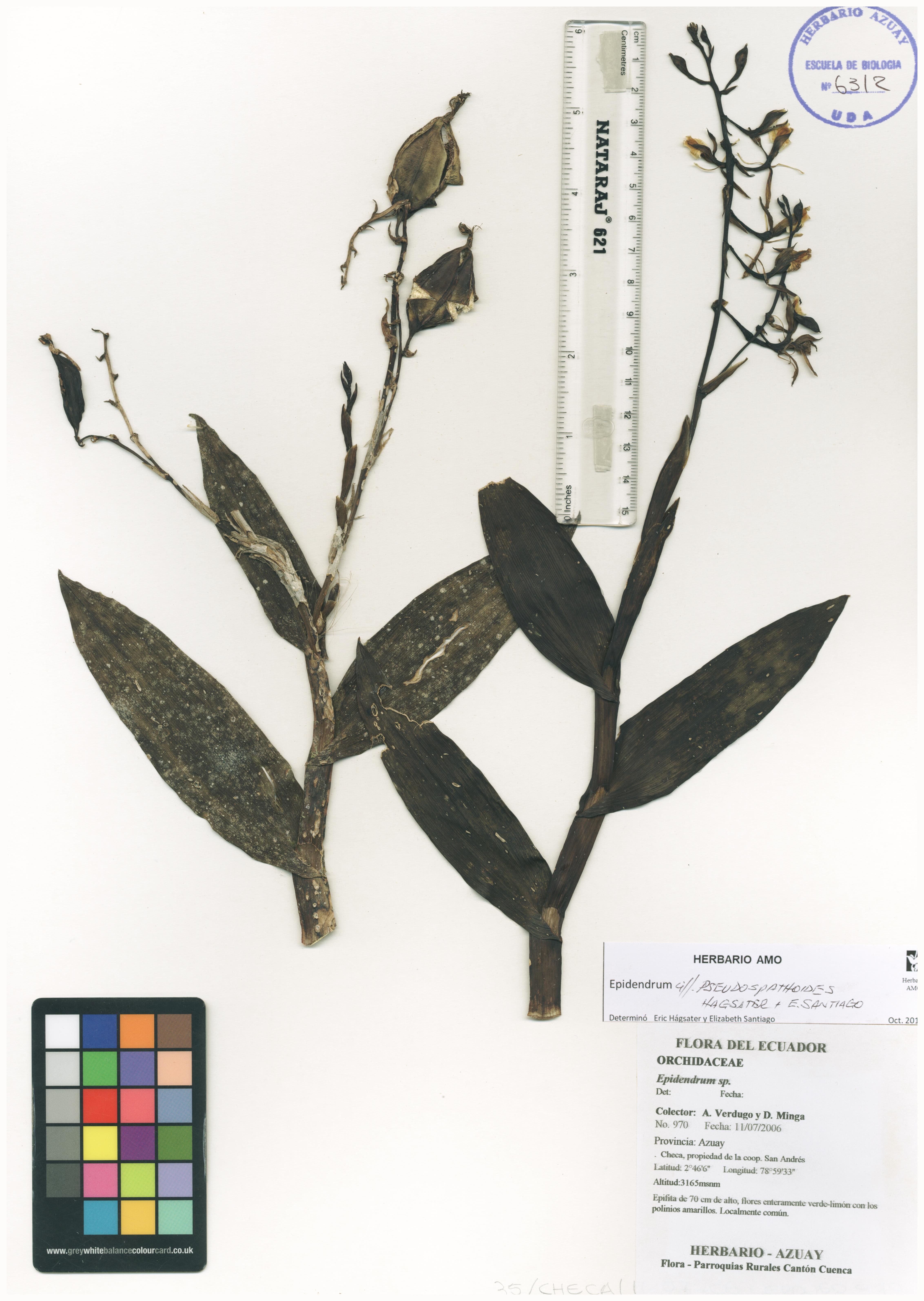 Epidendrum pseudospathoides Hágsater & E. Santiago