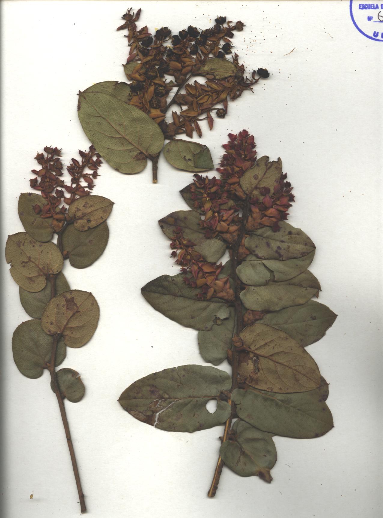 Gaultheria sp. SIN DETERMINAR