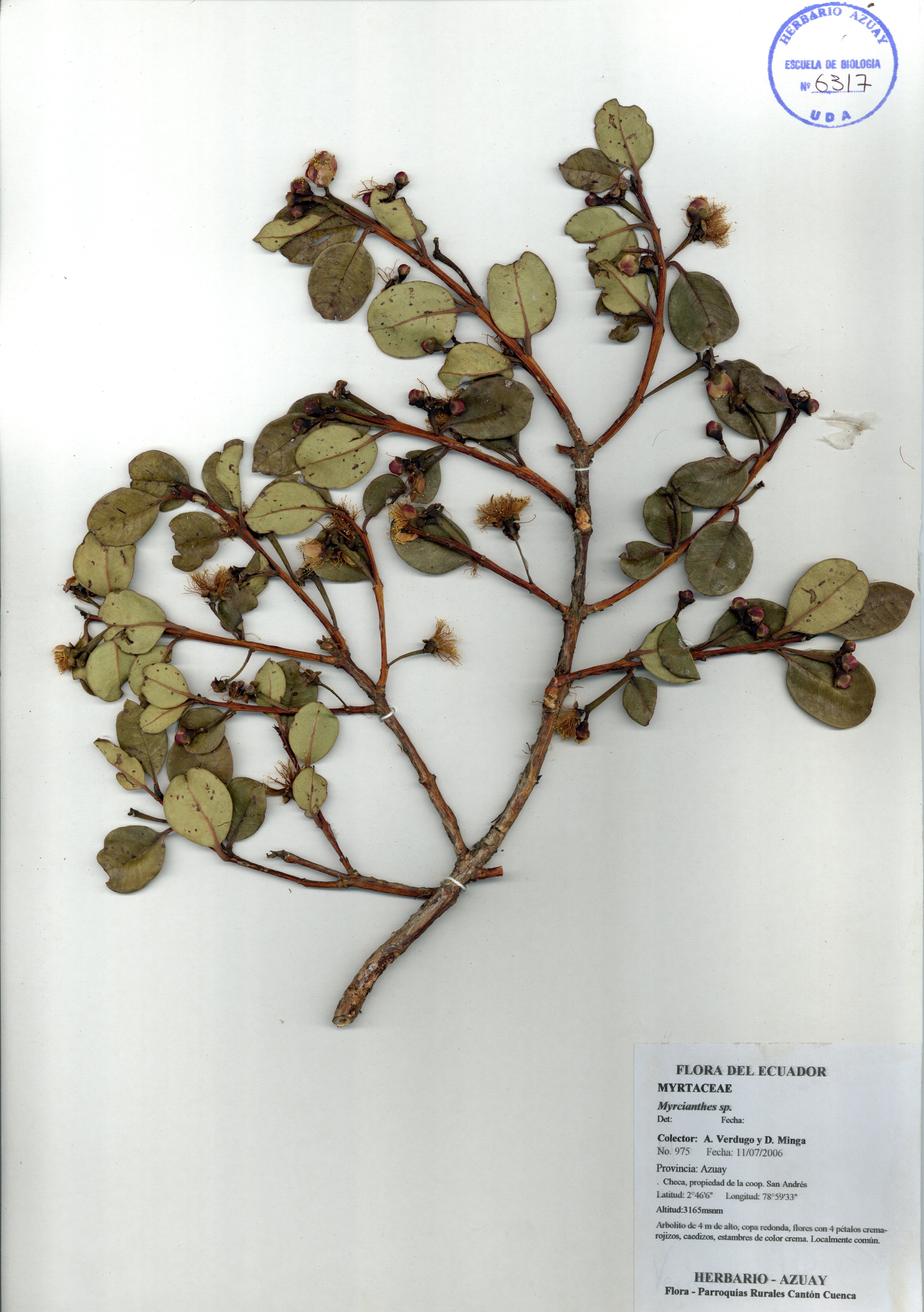 Myrcianthes sp. SIN DETERMINAR
