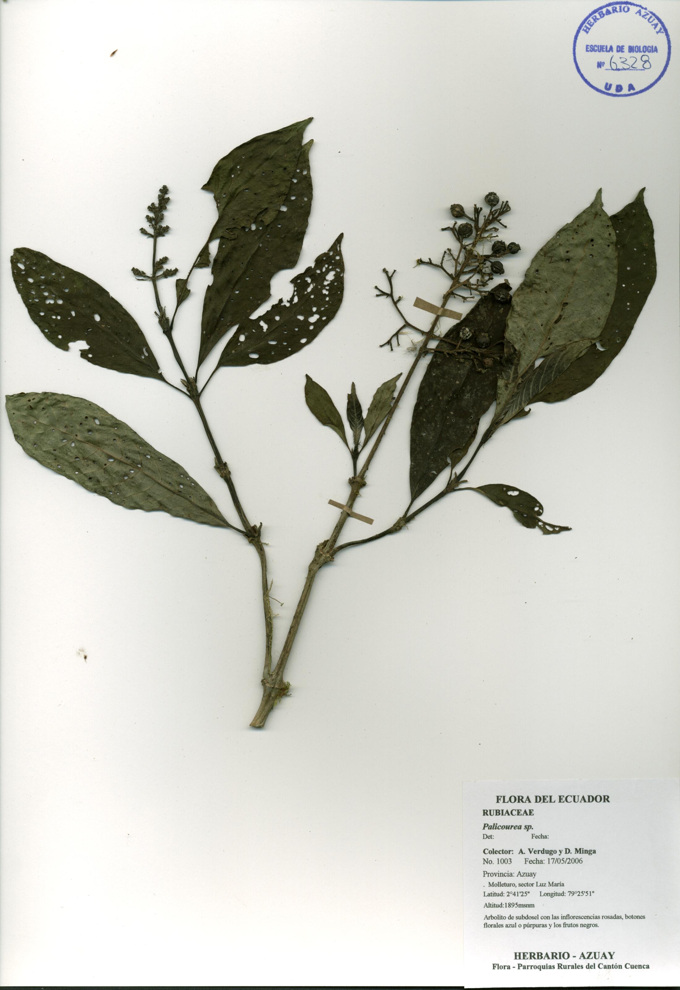 Palicourea sp. SIN DETERMINAR