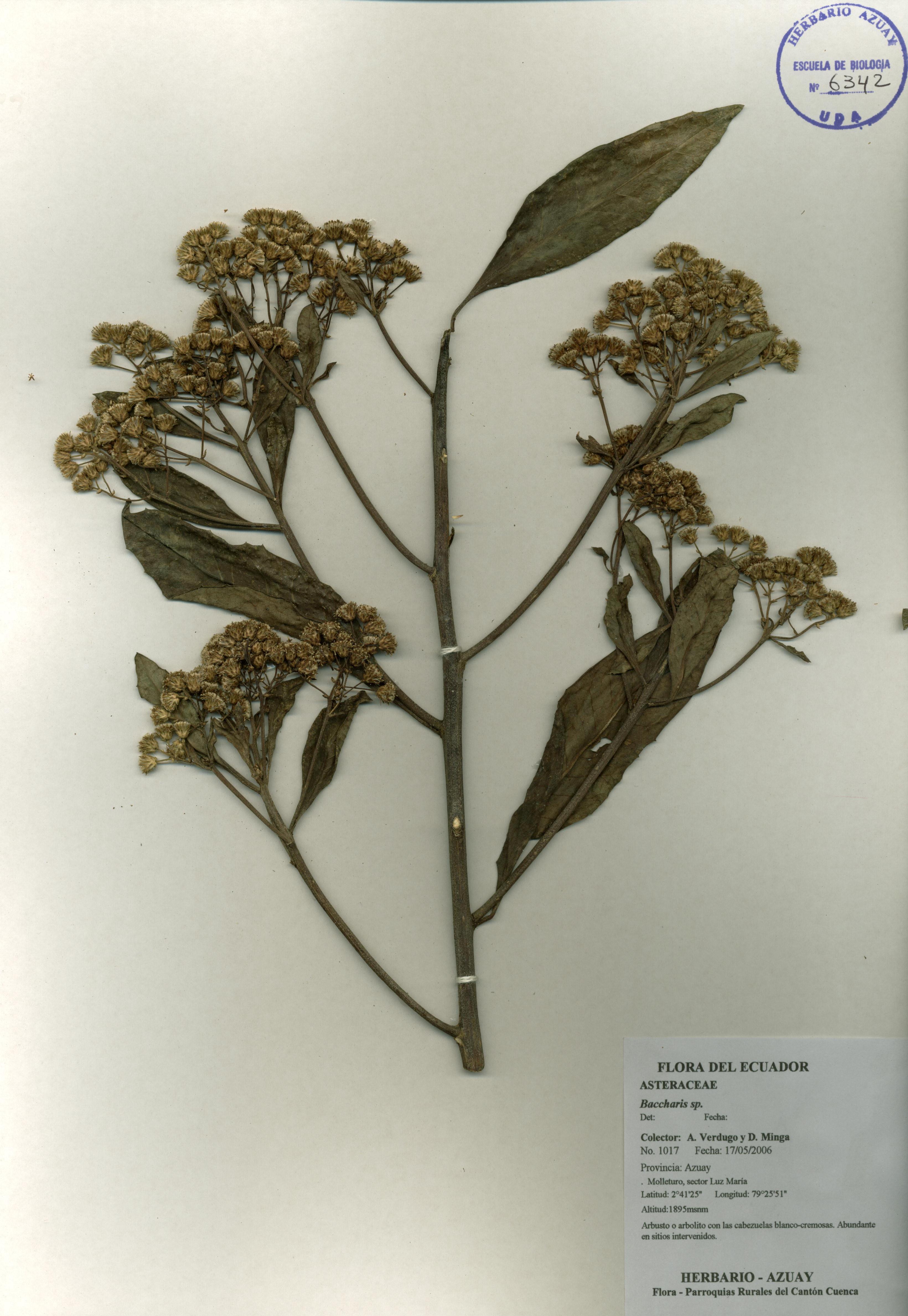 Baccharis sp. SIN DETERMINAR