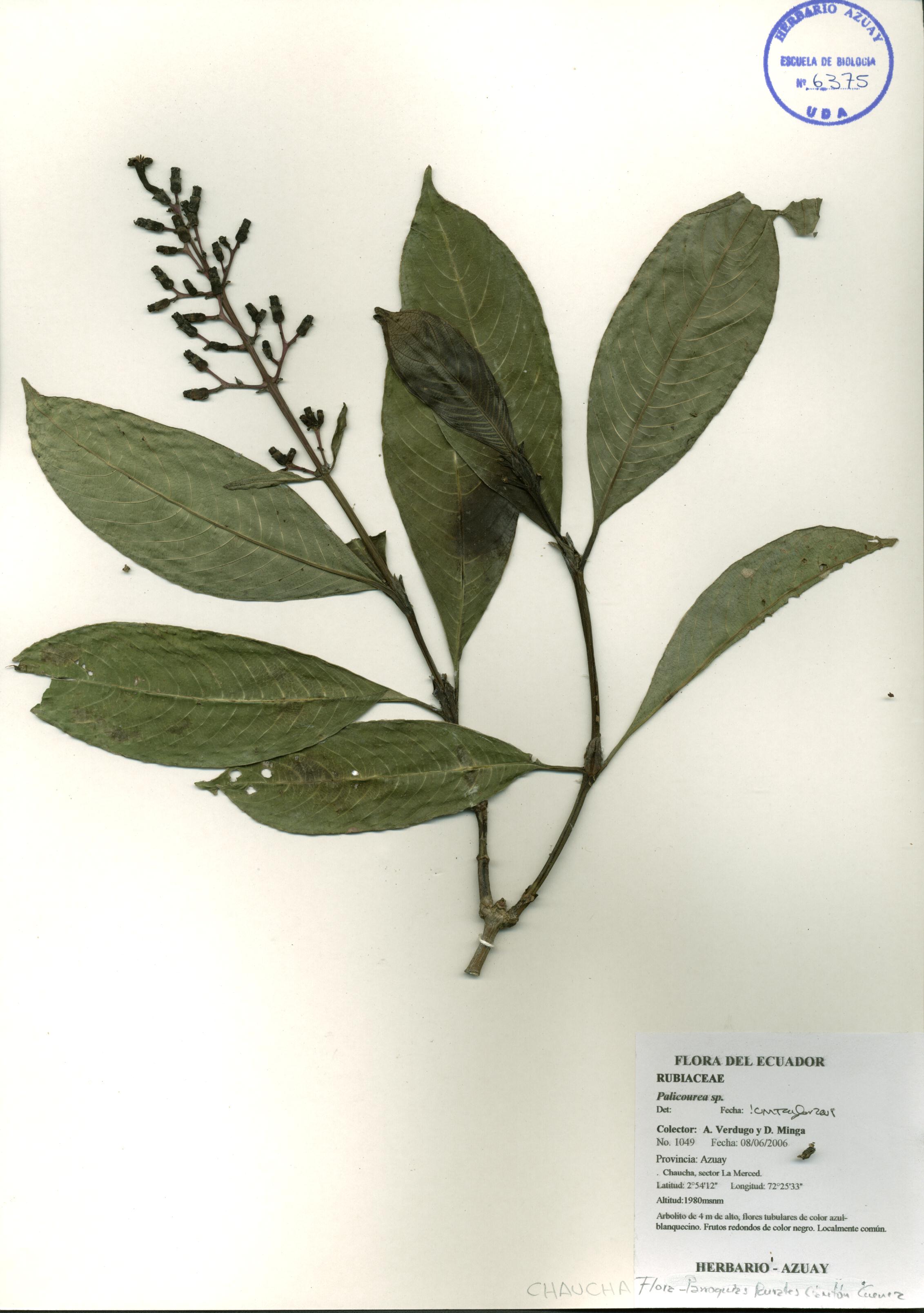 Palicourea sp. SIN DETERMINAR