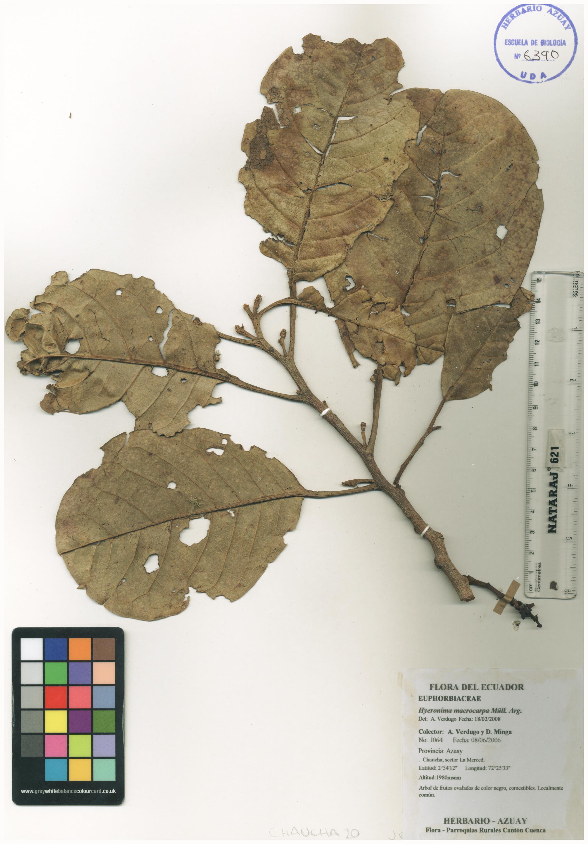 Hieronyma macrocarpa Müll. Arg.