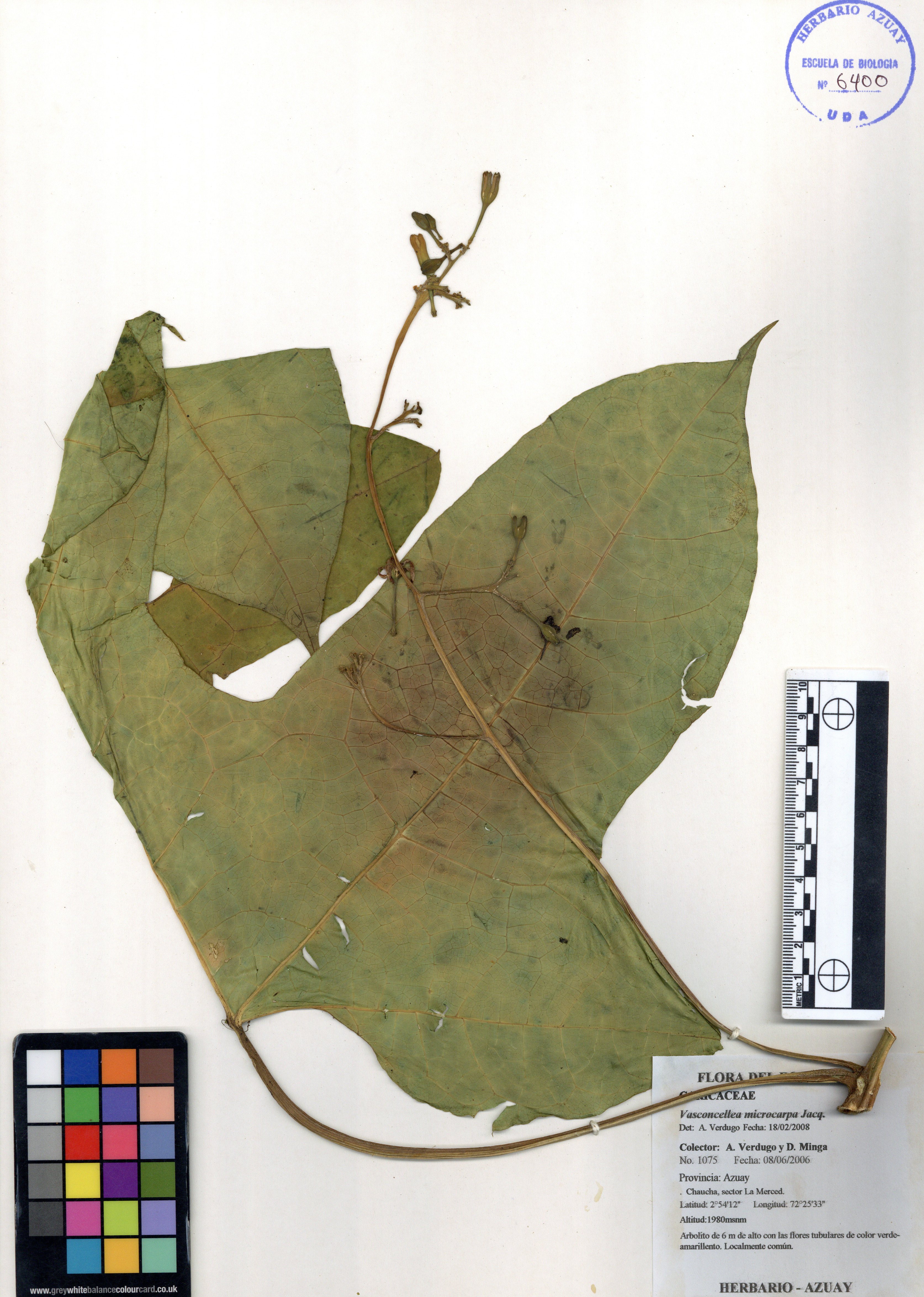 Vasconcellea microcarpa Jacq.