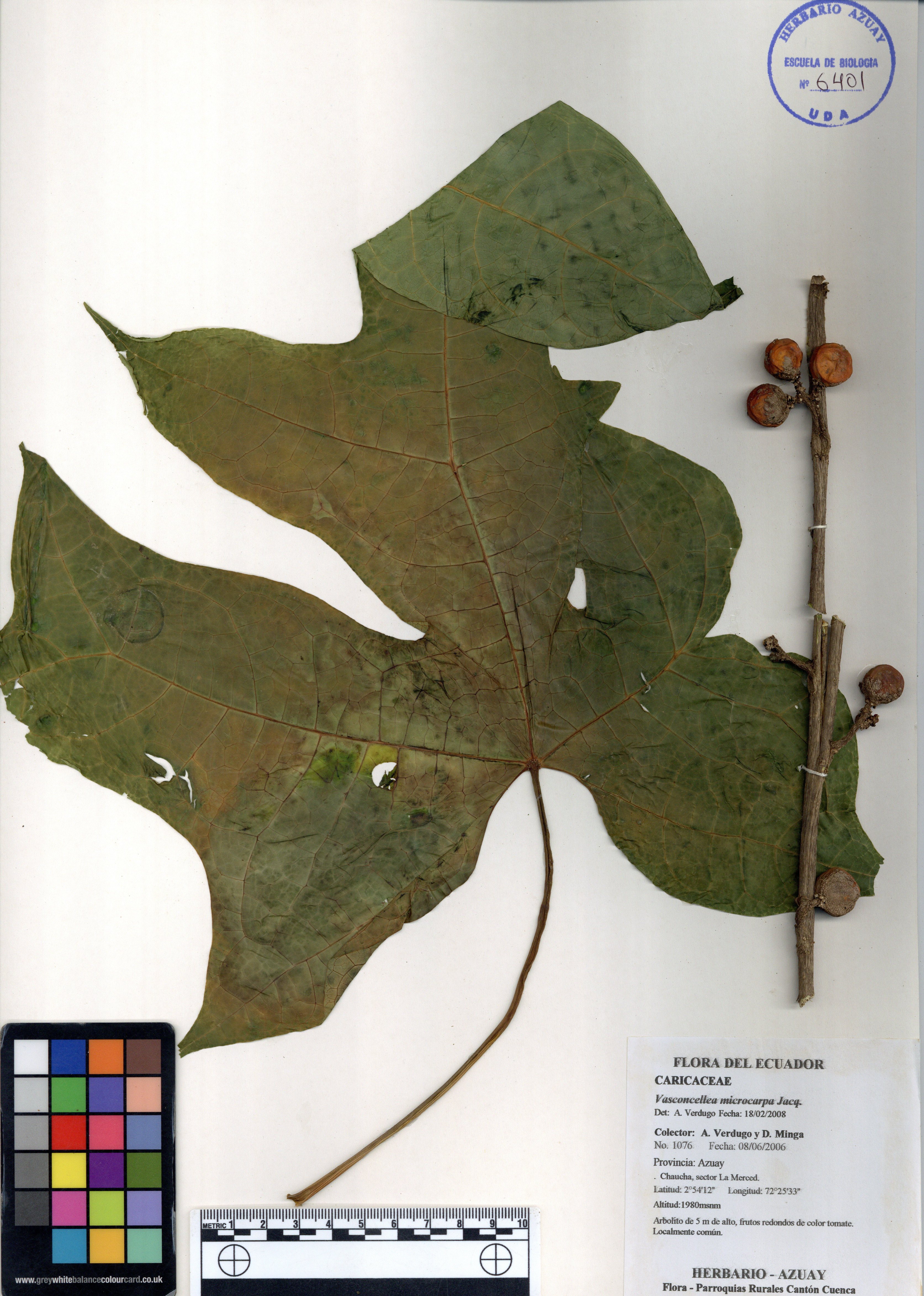 Vasconcellea microcarpa Jacq.