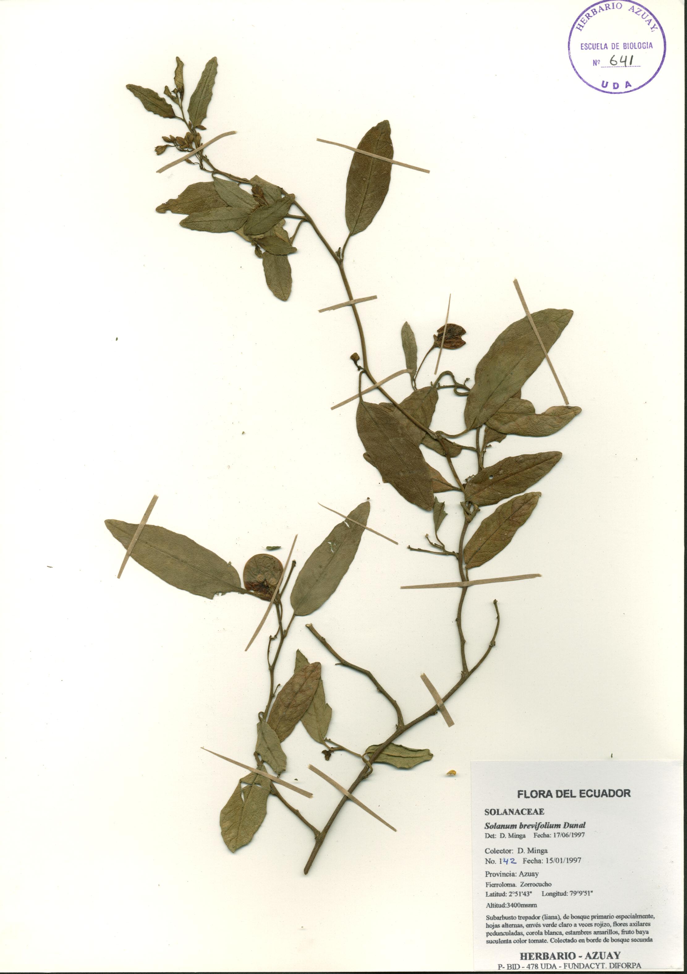Solanum brevifolium Dunal