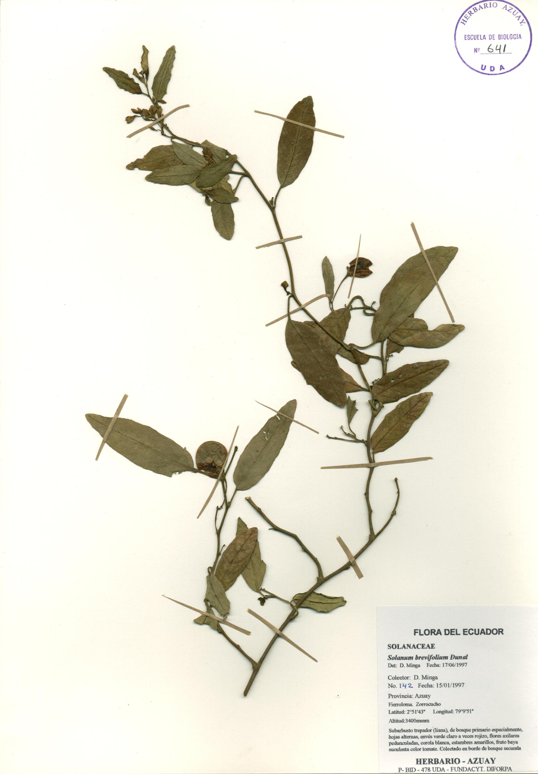 Solanum brevifolium Dunal