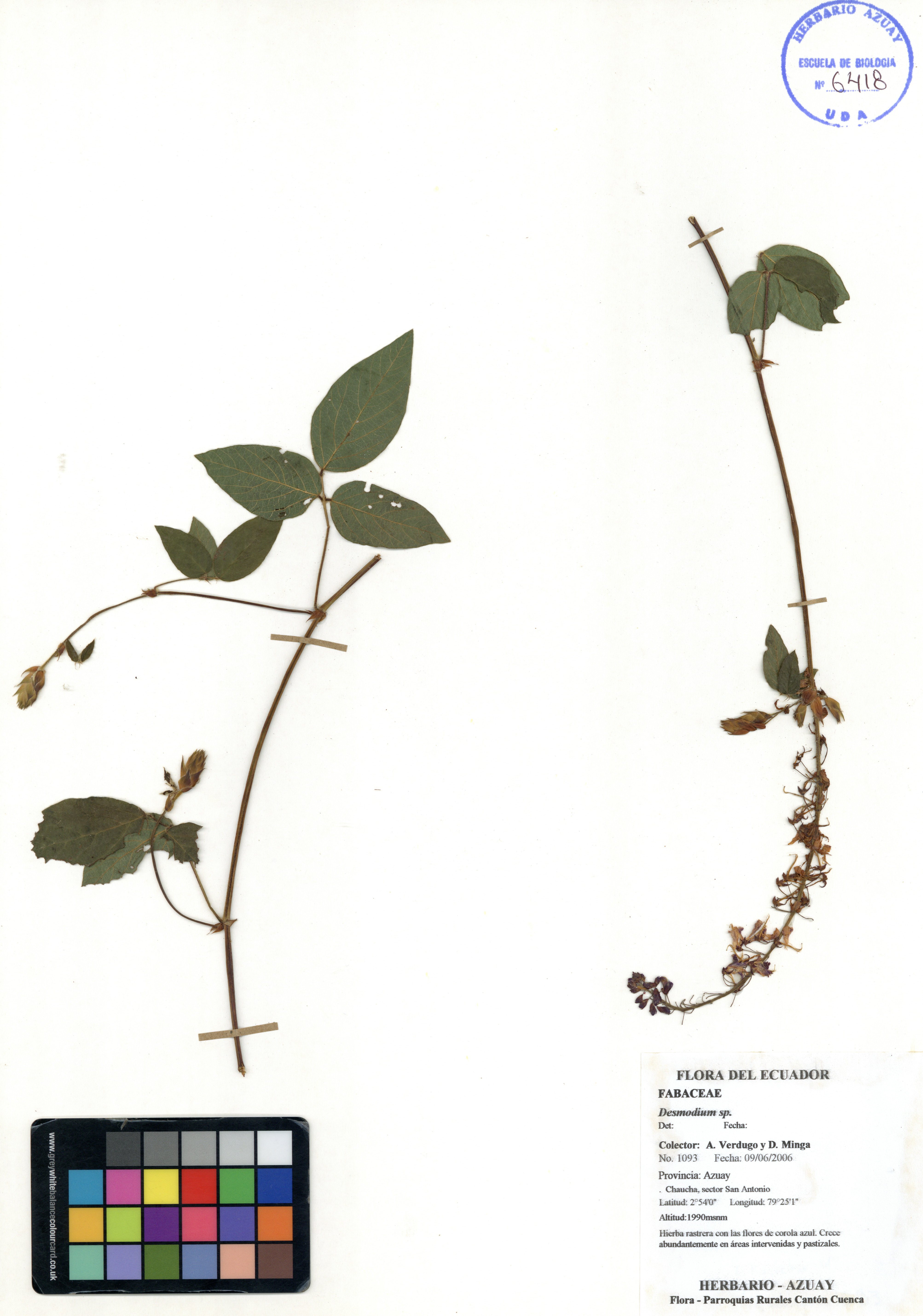 Desmodium sp. SIN DETERMINAR