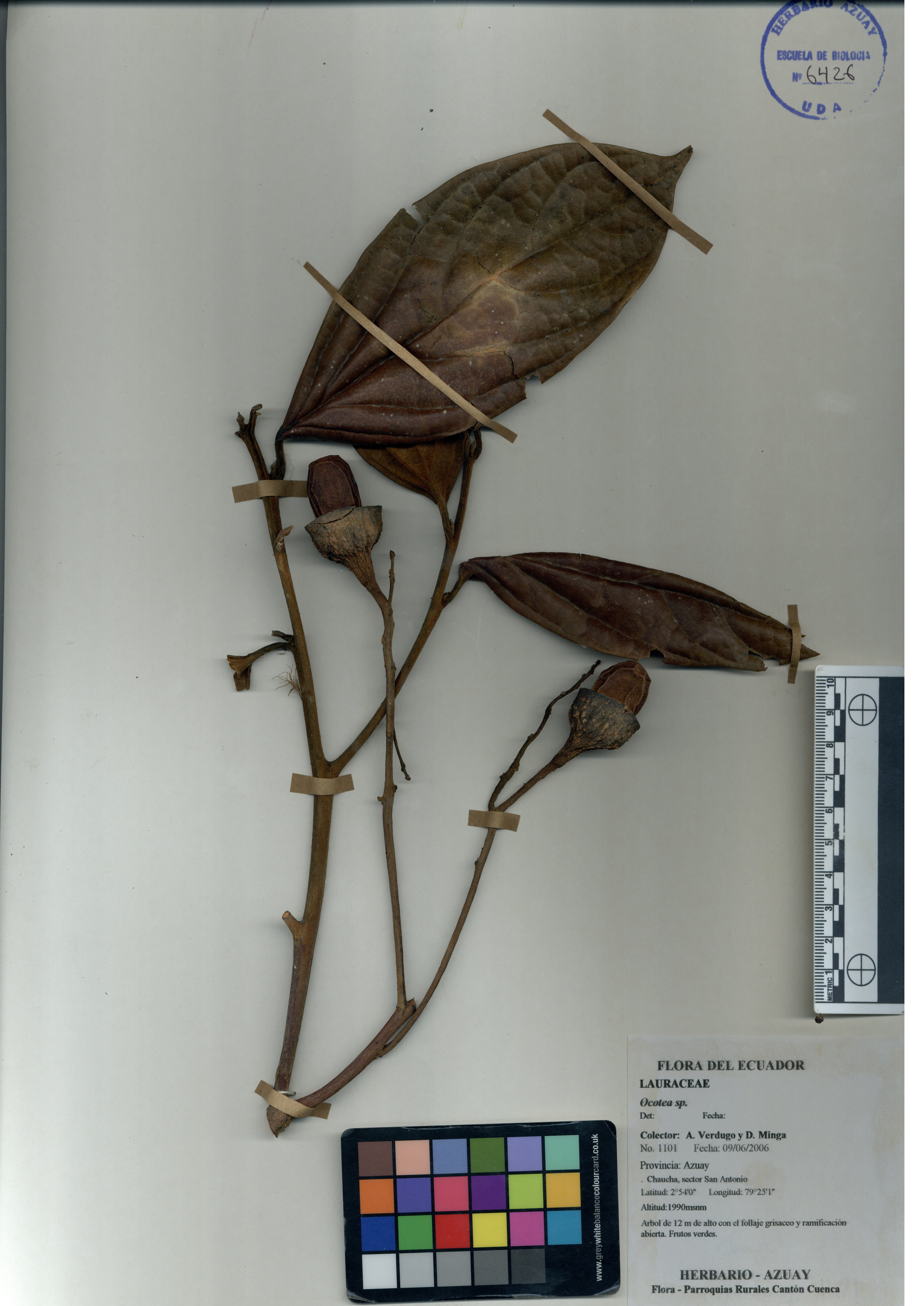 Ocotea sp. SIN DETERMINAR