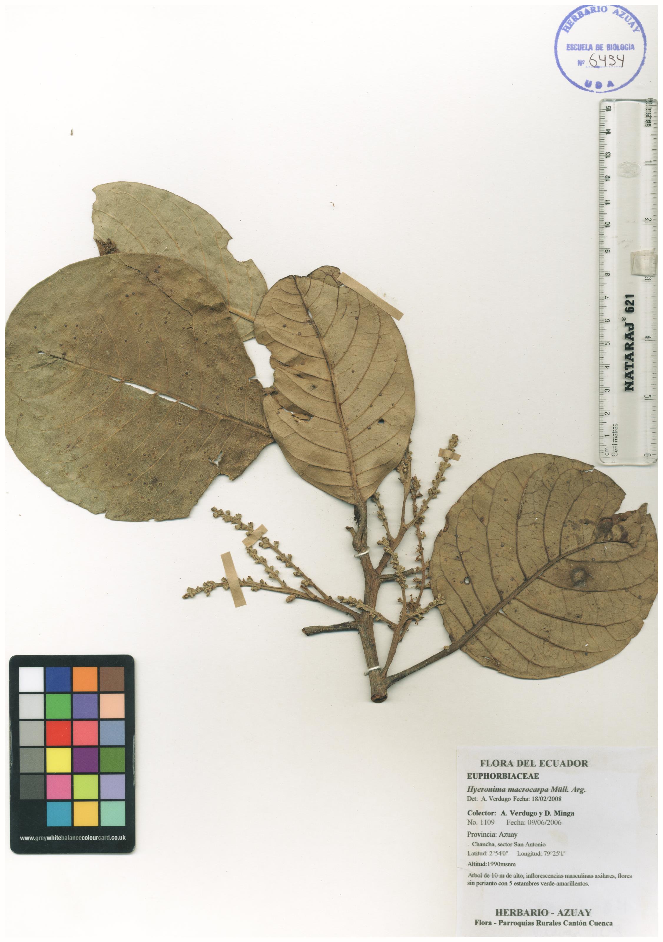 Hieronyma macrocarpa Müll. Arg.