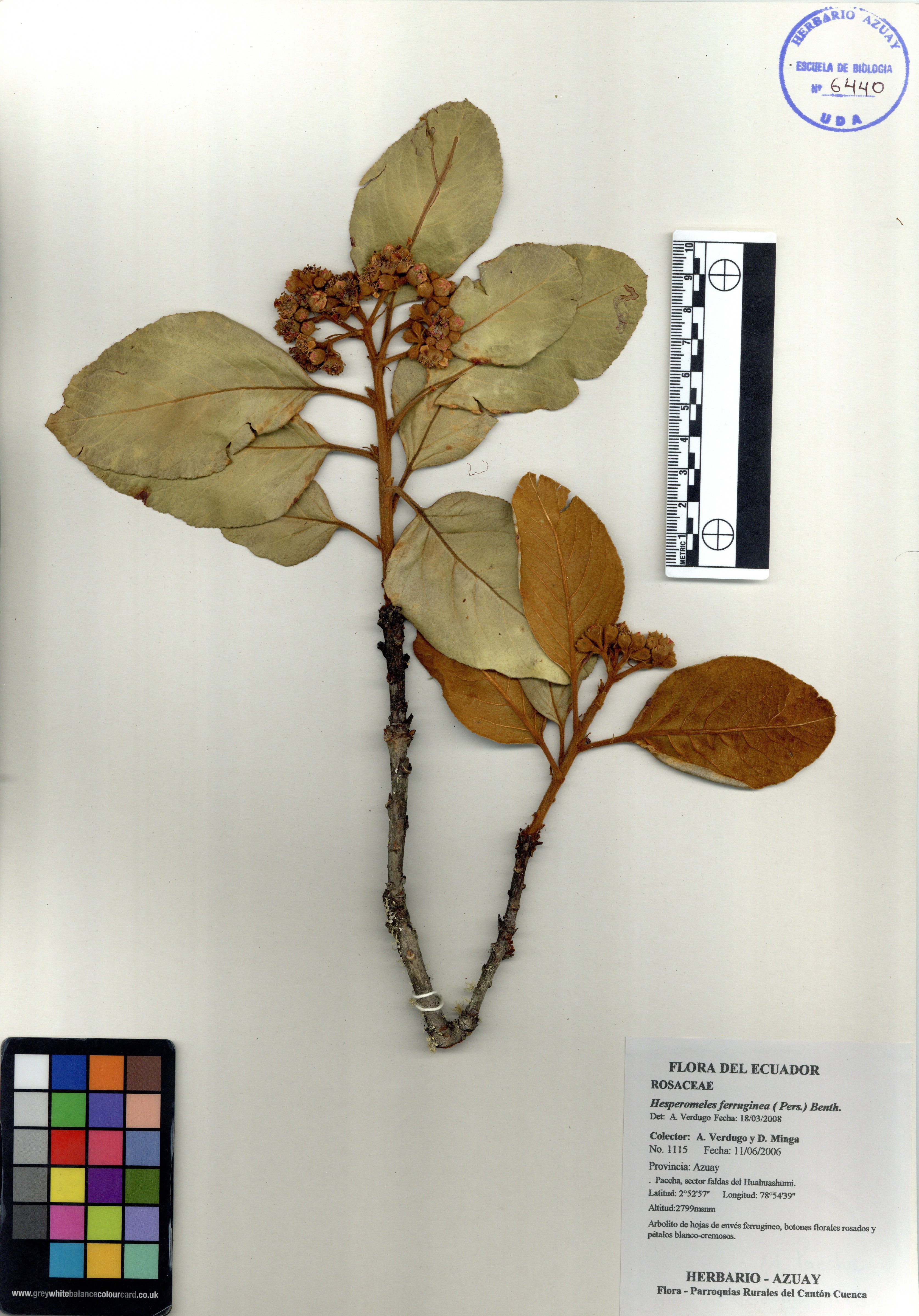 Hesperomeles ferruginea ( Pers.) Benth.