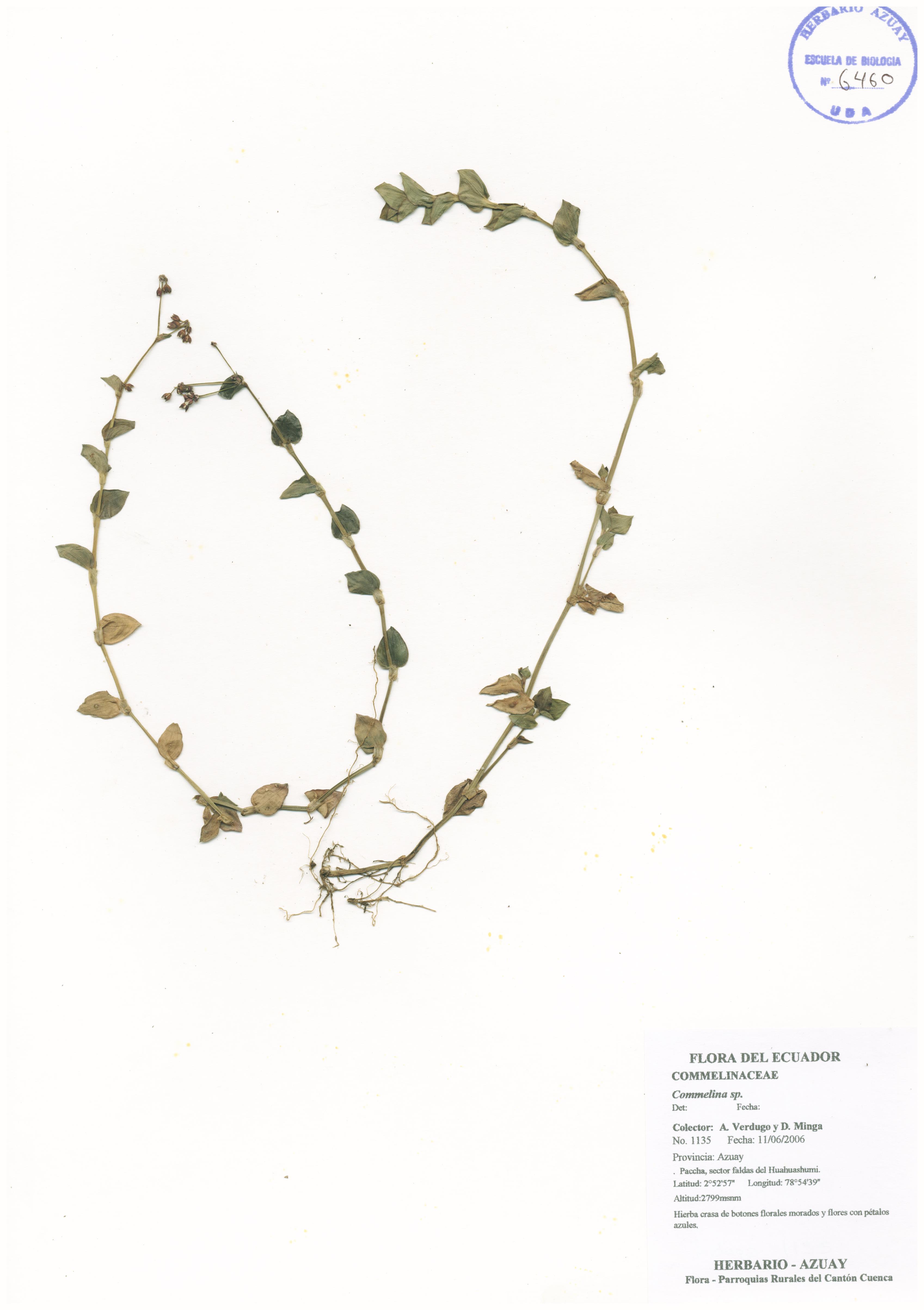 Commelina sp. SIN DETERMINAR