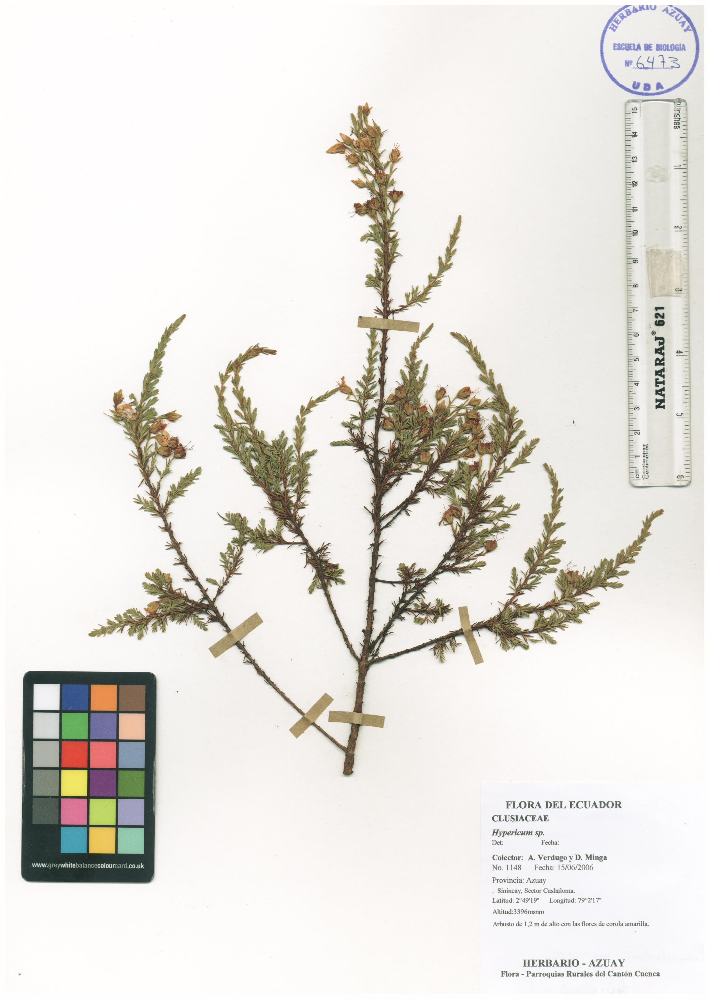 Hypericum sp. SIN DETERMINAR