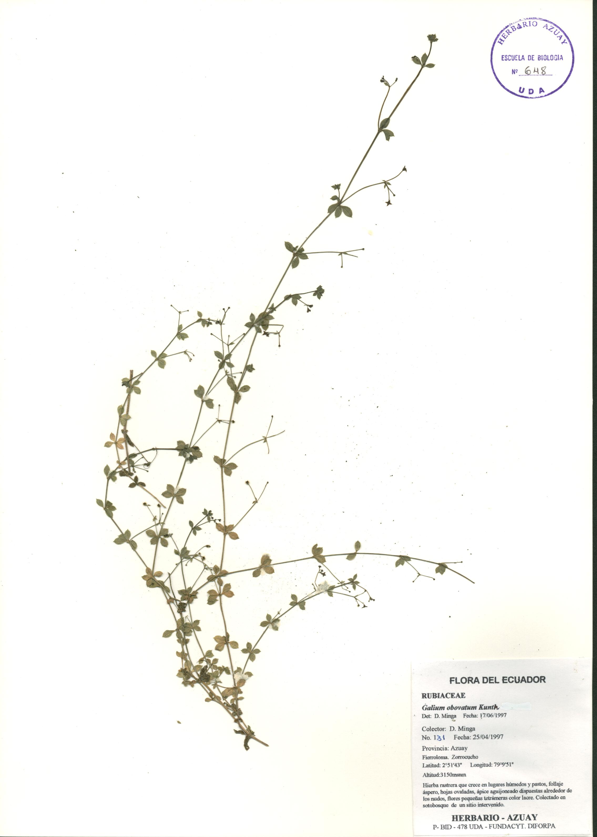 Galium obovatum Kunth