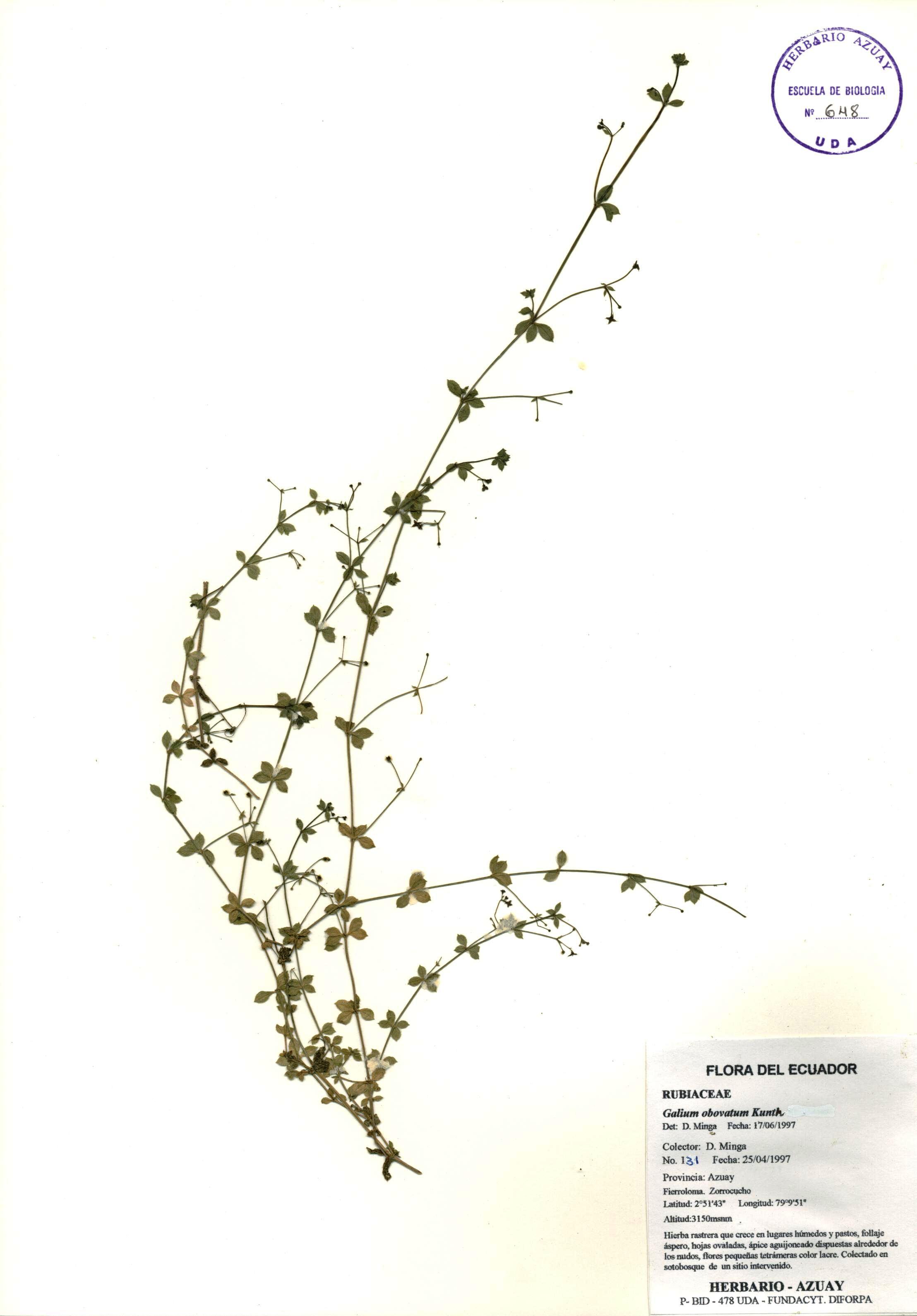 Galium obovatum Kunth