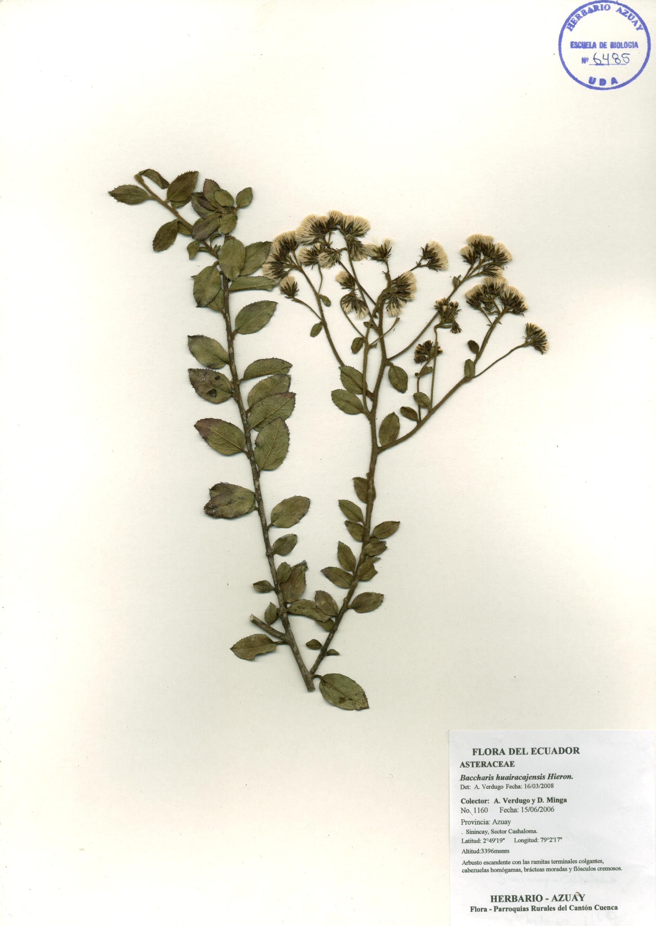 Baccharis huairacajensis Hieron.