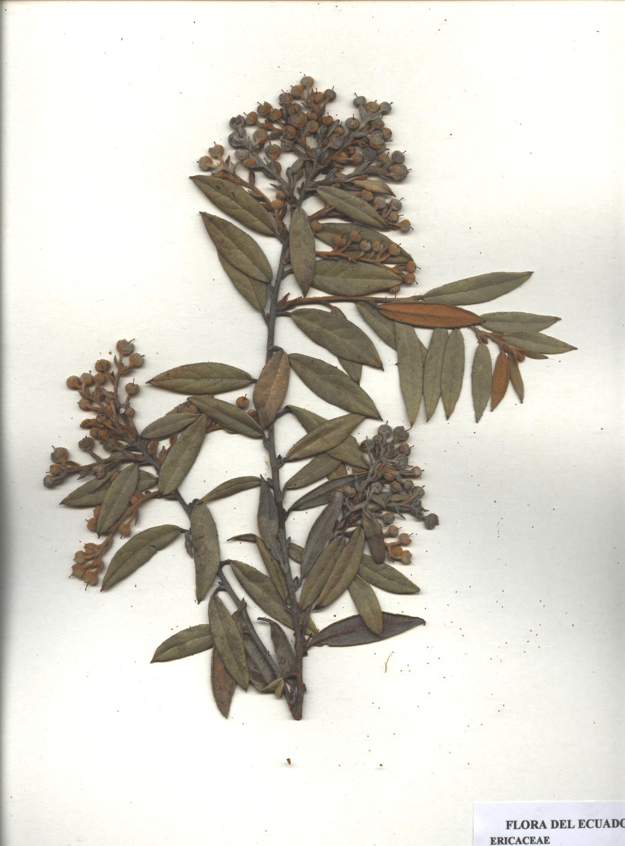 Gaultheria tomentosa Kunth