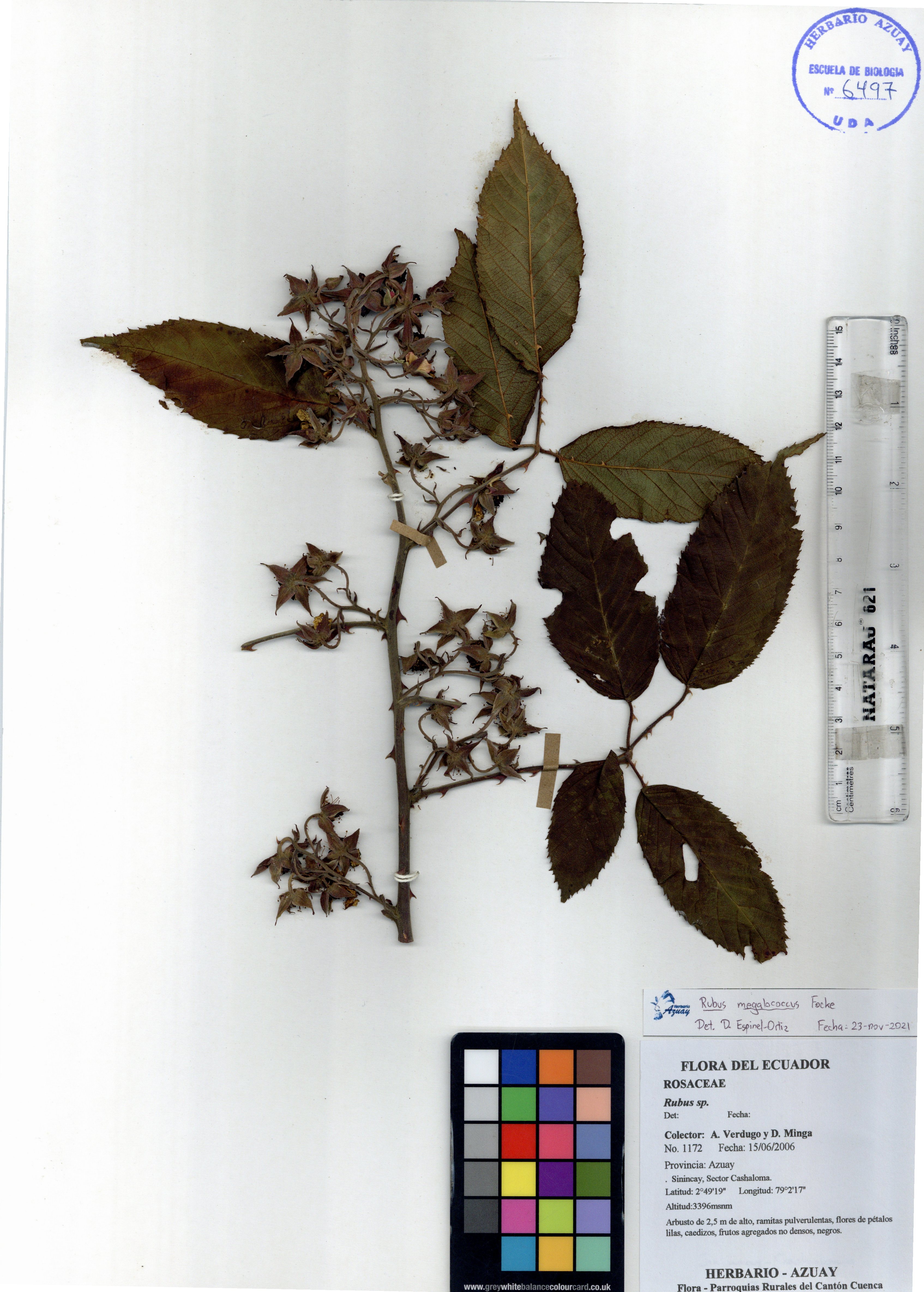Rubus megalococcus Focke