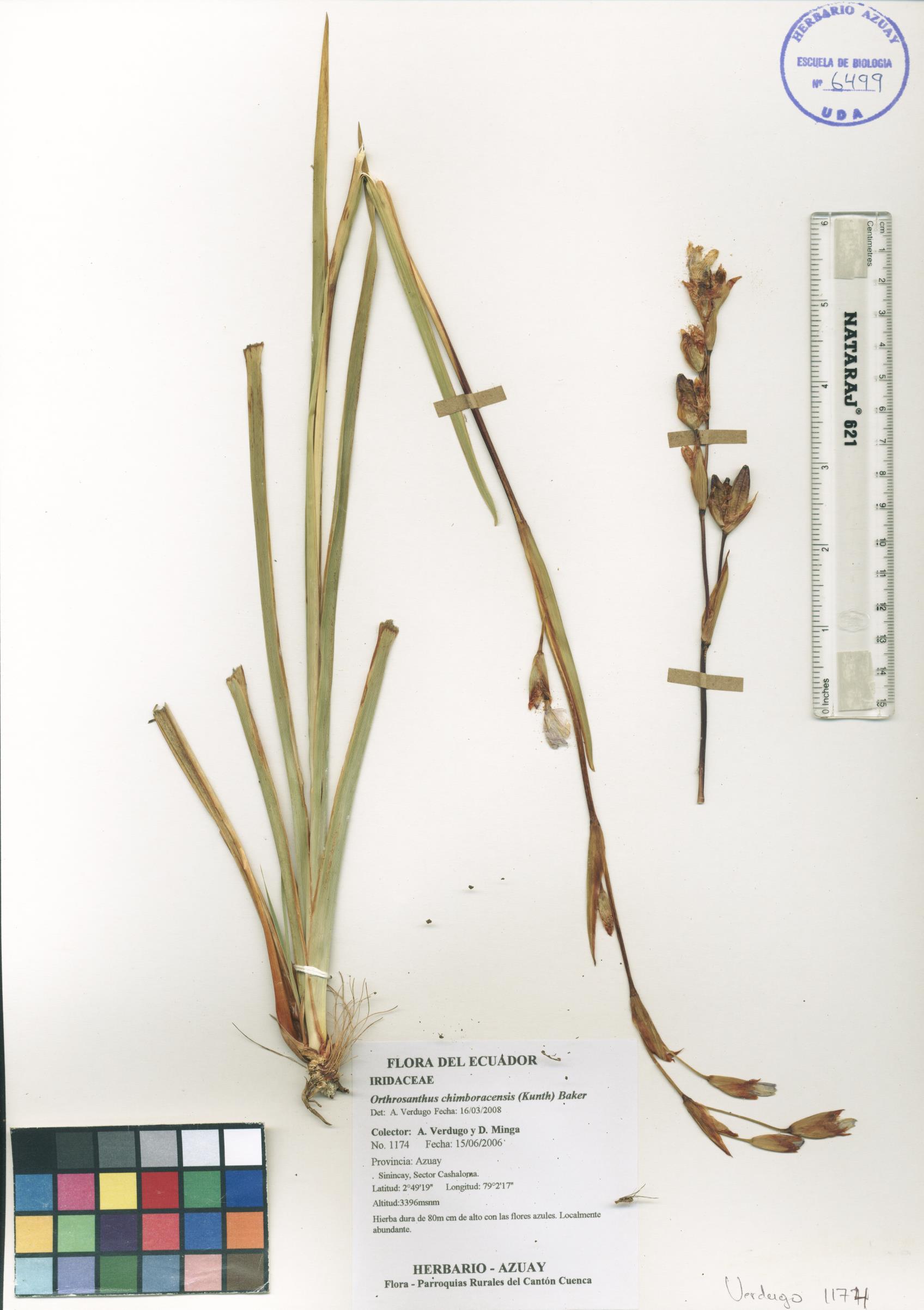 Orthrosanthus chimboracensis (Kunth.) Baker