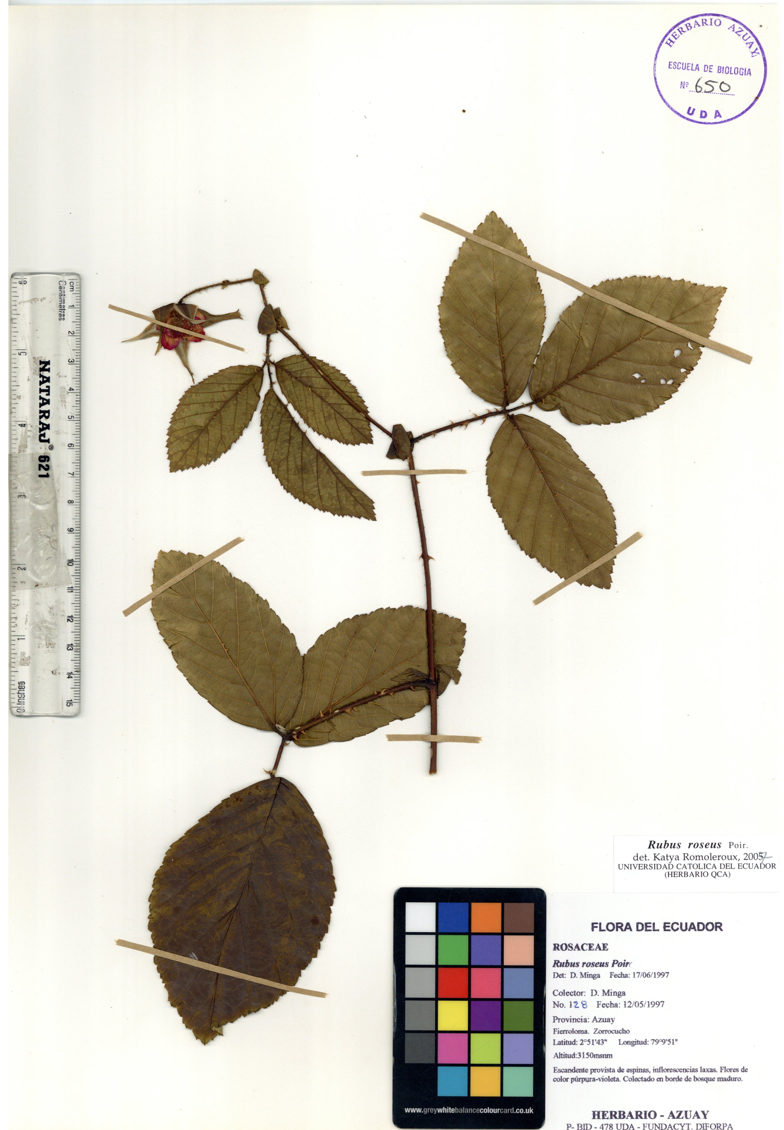 Rubus roseus Poir.
