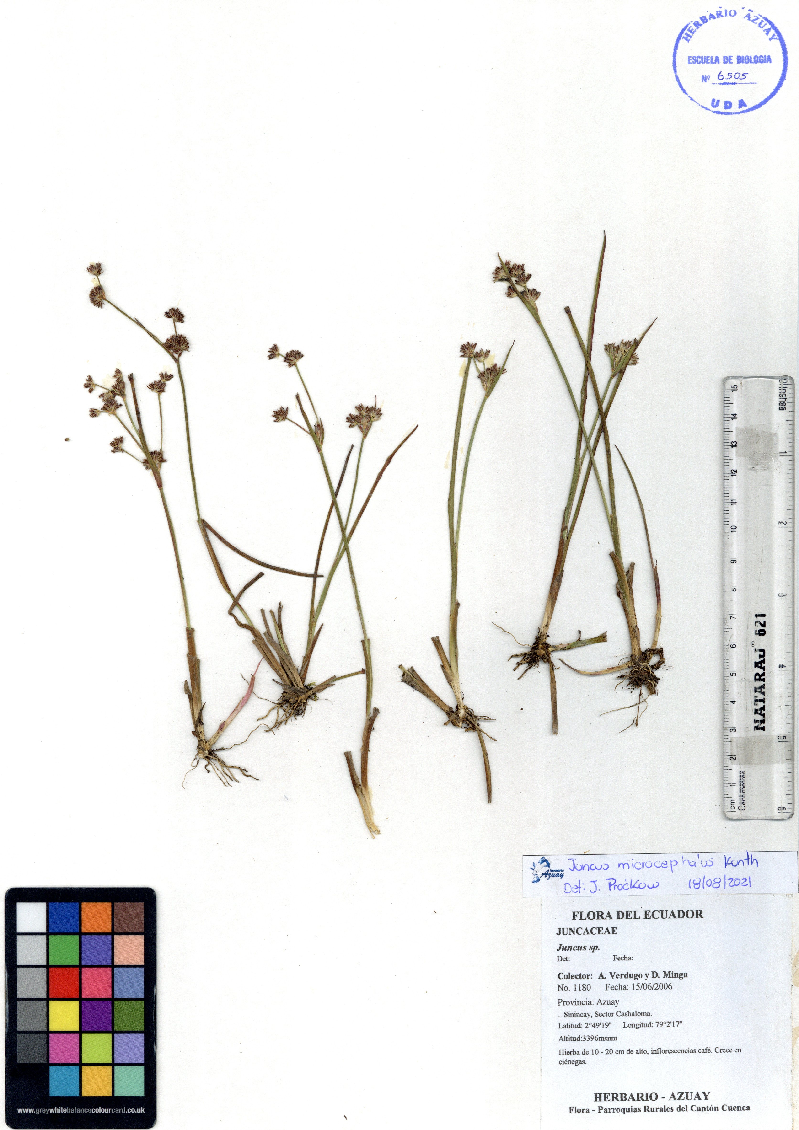 Juncus microcephalus Kunth