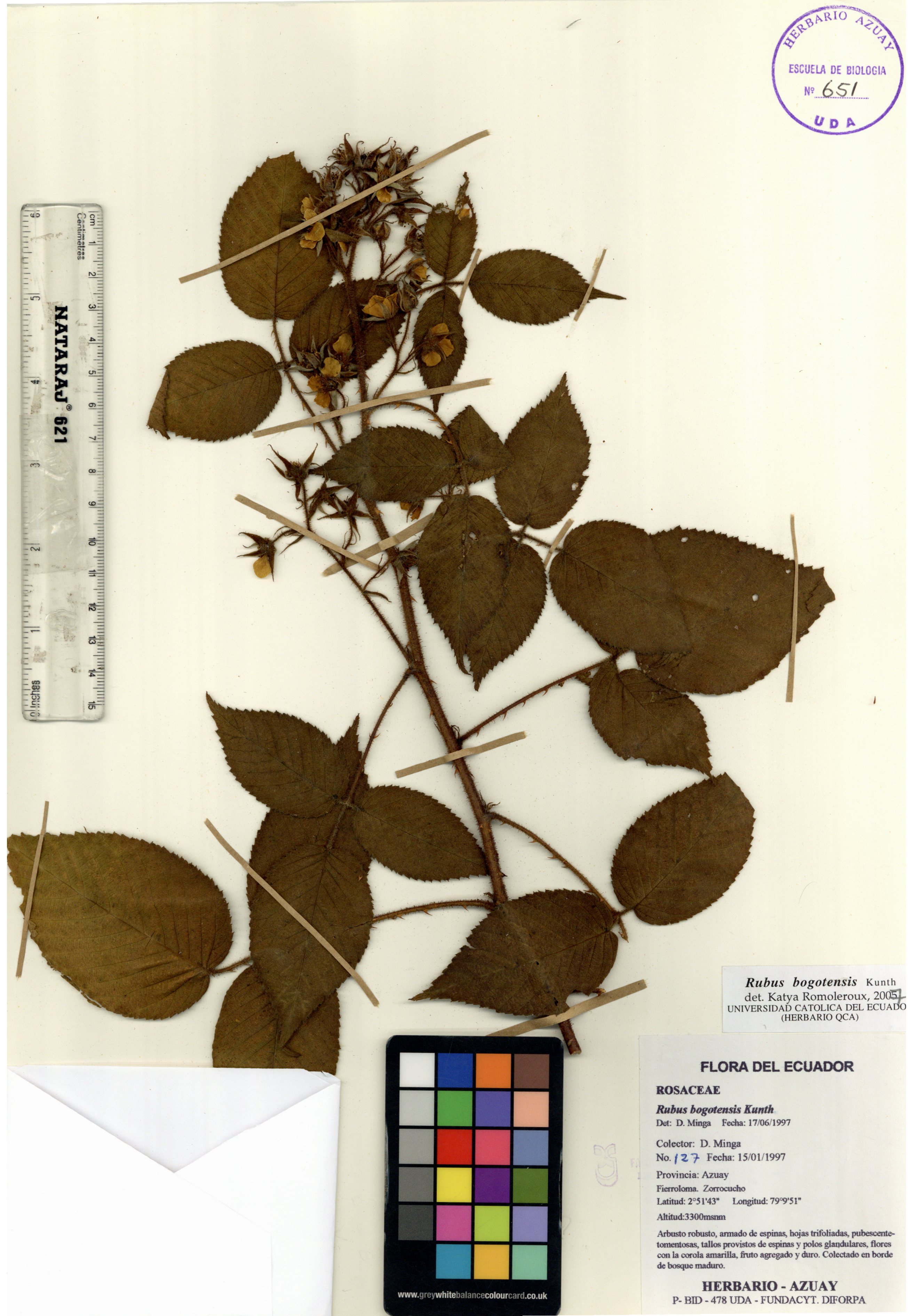 Rubus bogotensis Kunth.