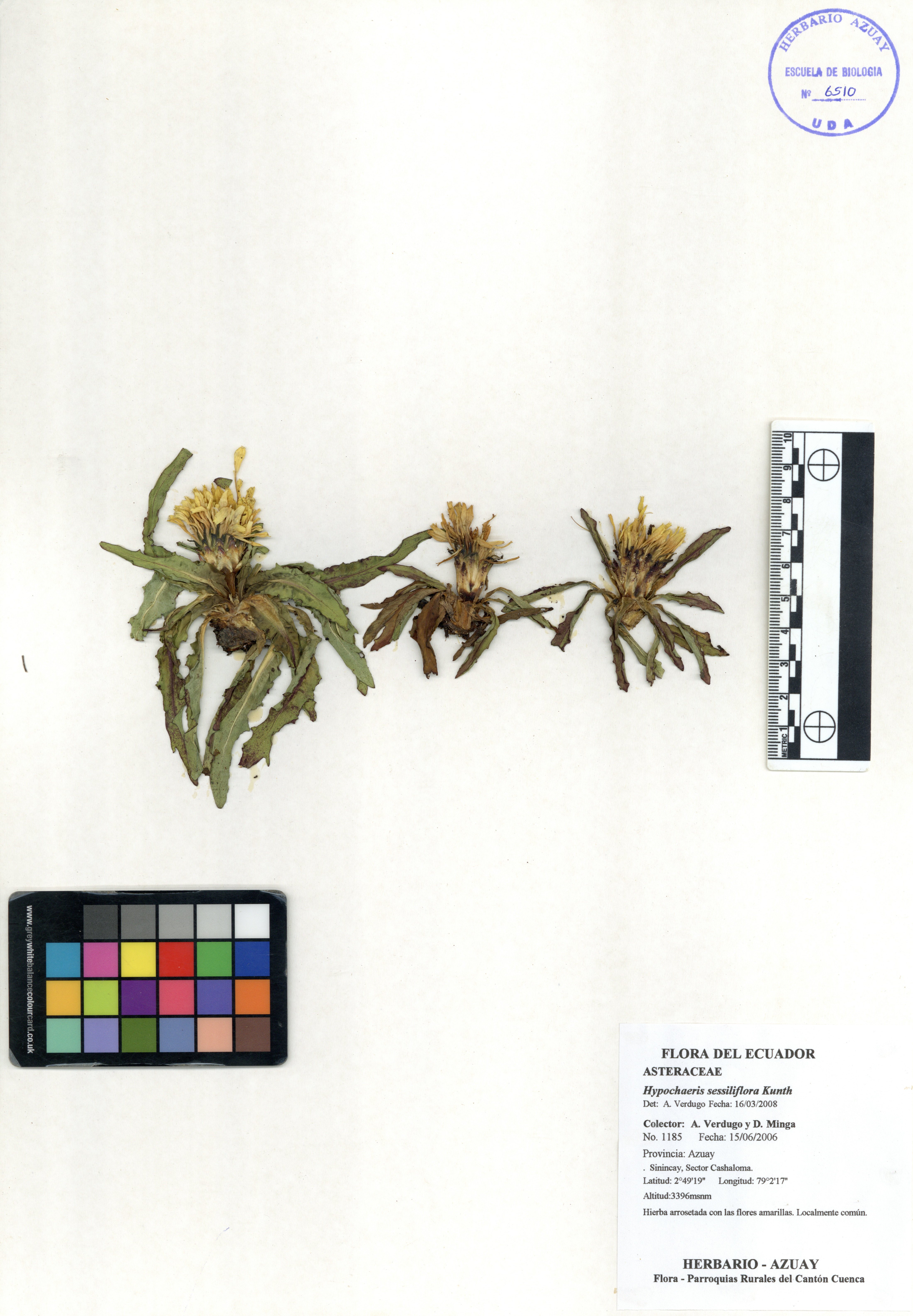 Hypochaeris sessiliflora Kunth