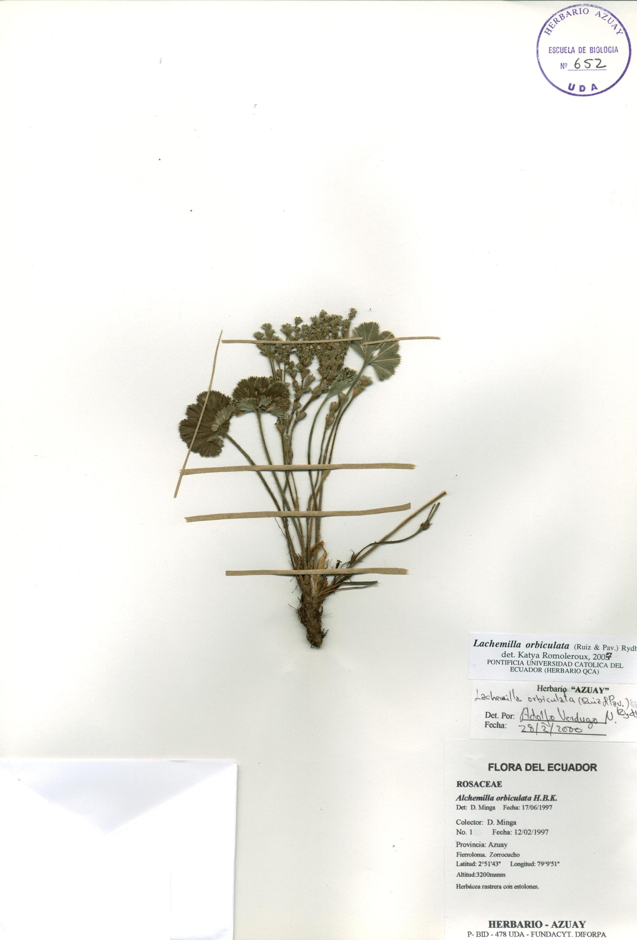 Lachemilla orbiculata (Ruiz & Pav.) Rydb.