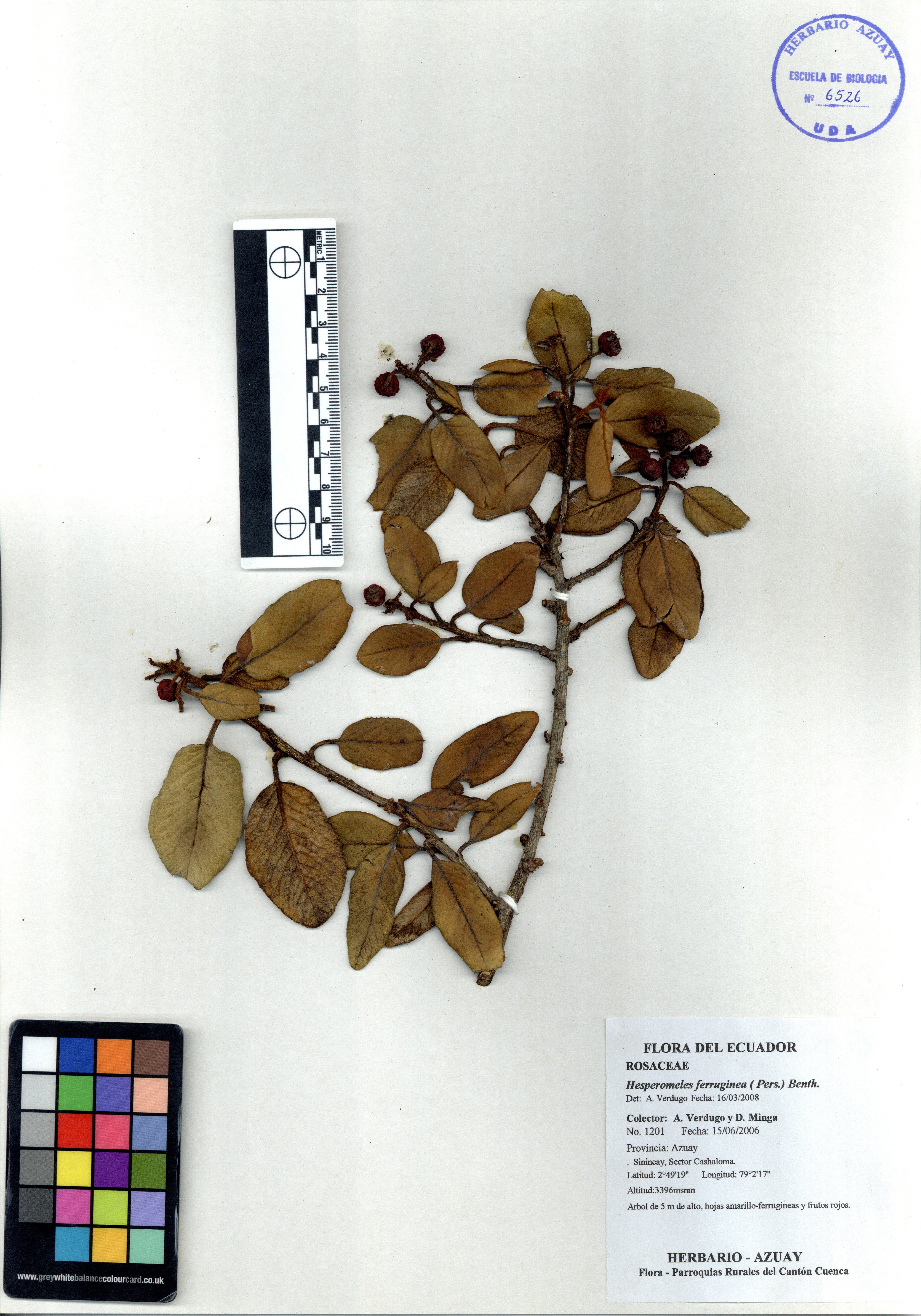 Hesperomeles ferruginea ( Pers.) Benth.